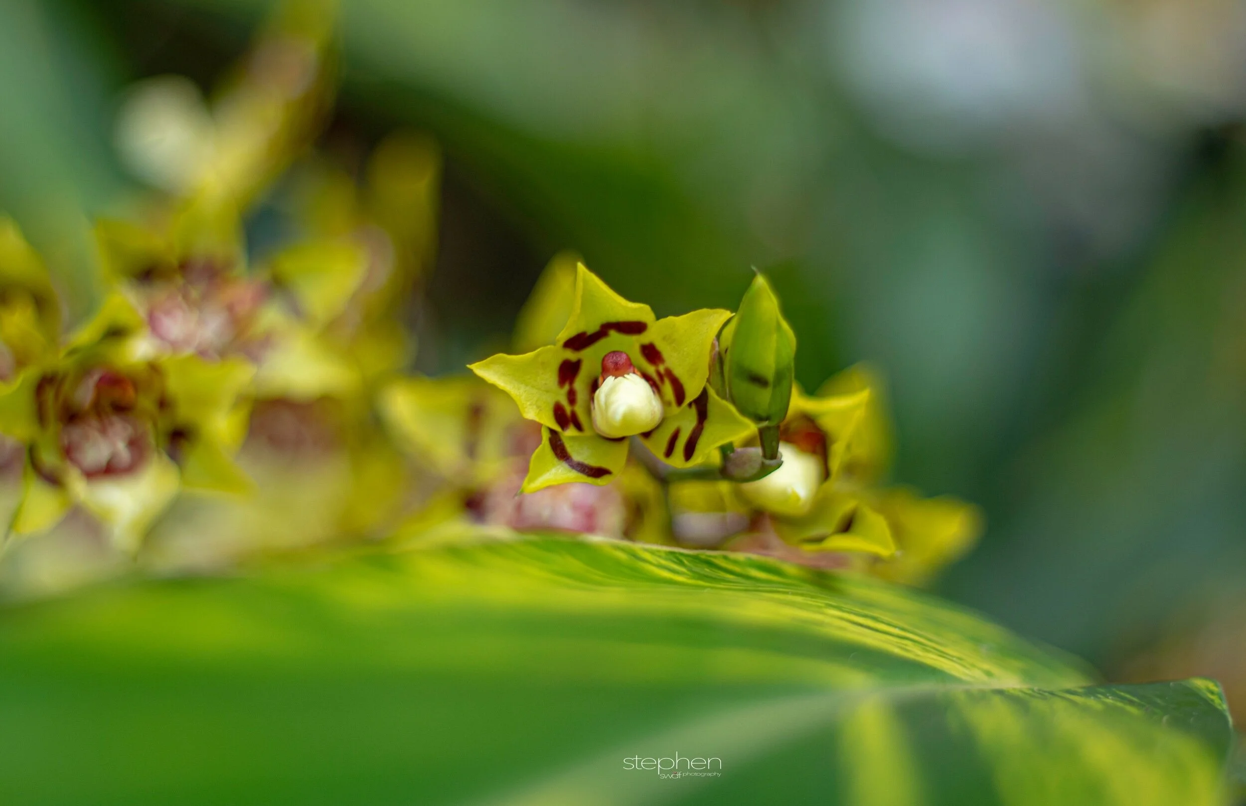Orchids35 - Cleveland Botanical Garden.jpeg
