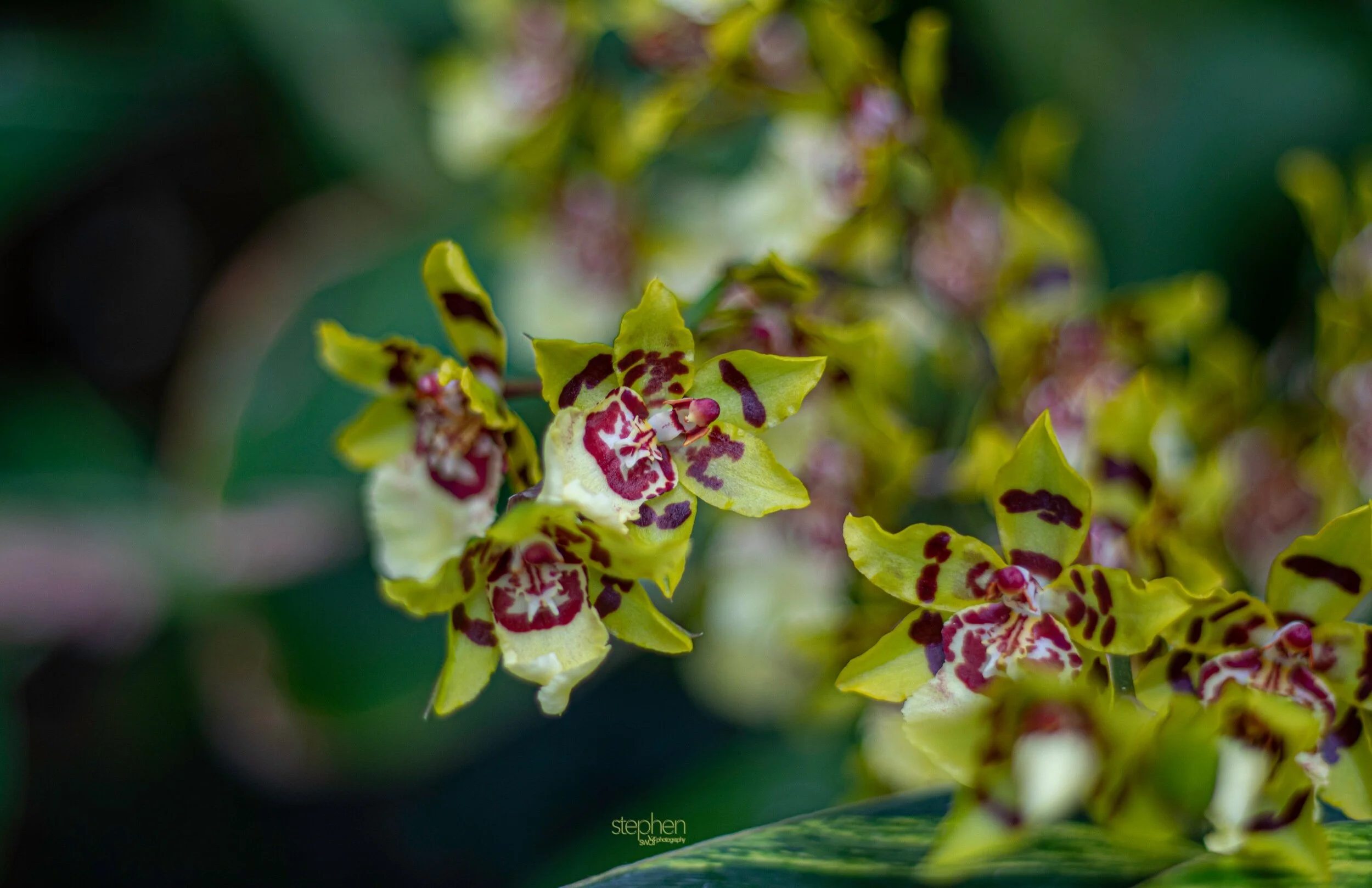 Orchids34 - Cleveland Botanical Garden.jpeg