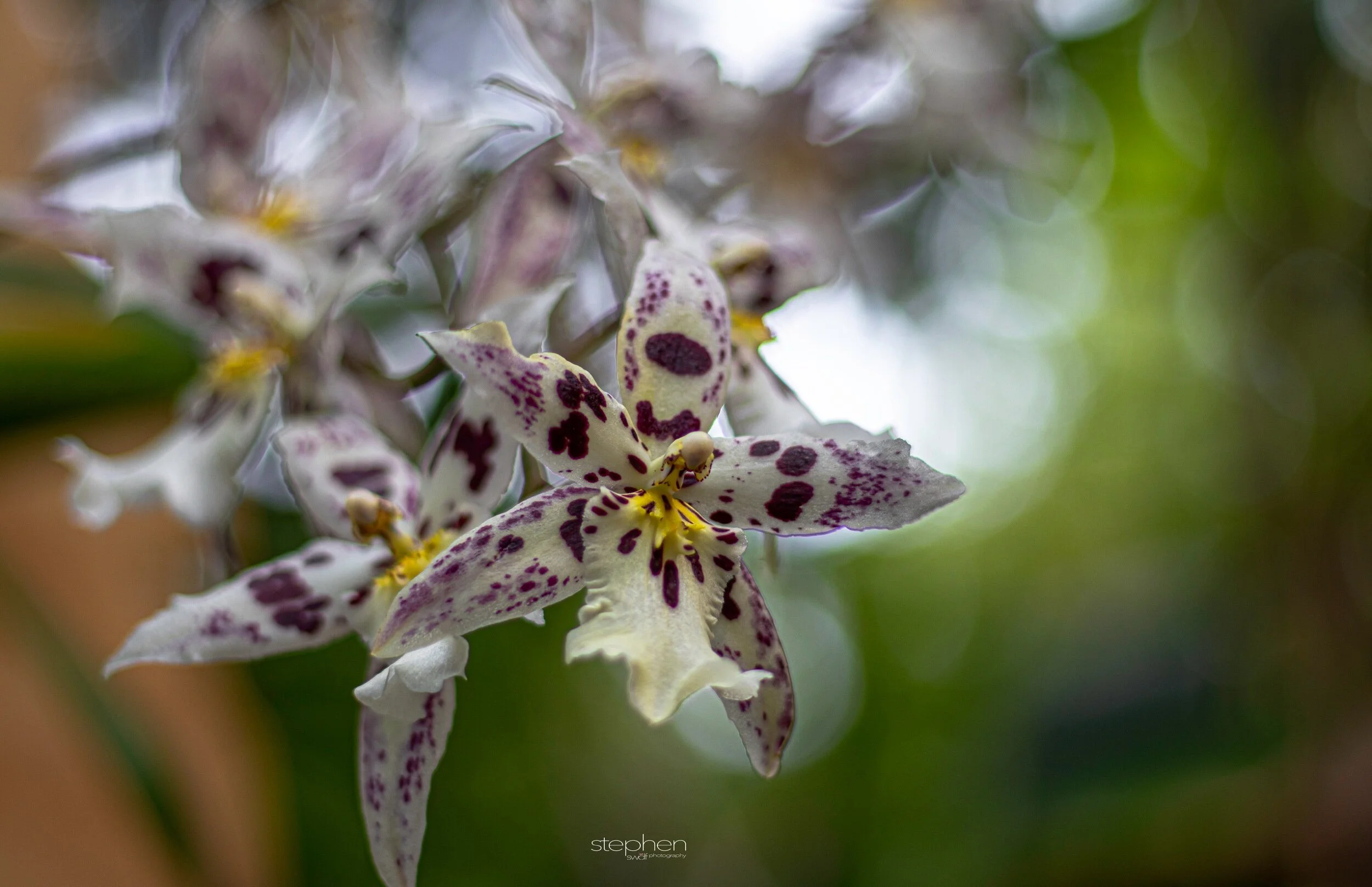 Orchids32 - Cleveland Botanical Garden.jpeg