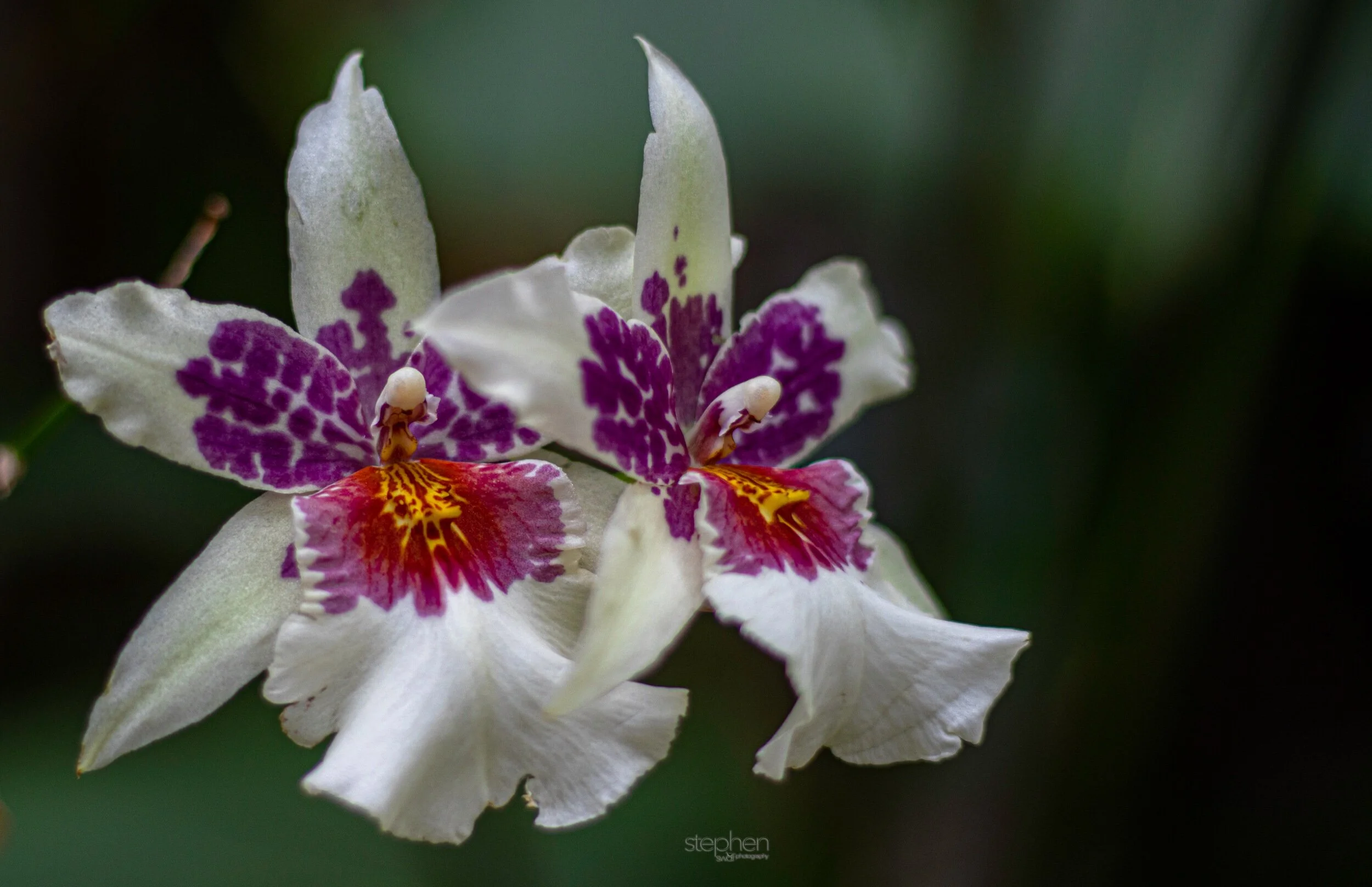 Orchids30 - Cleveland Botanical Garden.jpeg