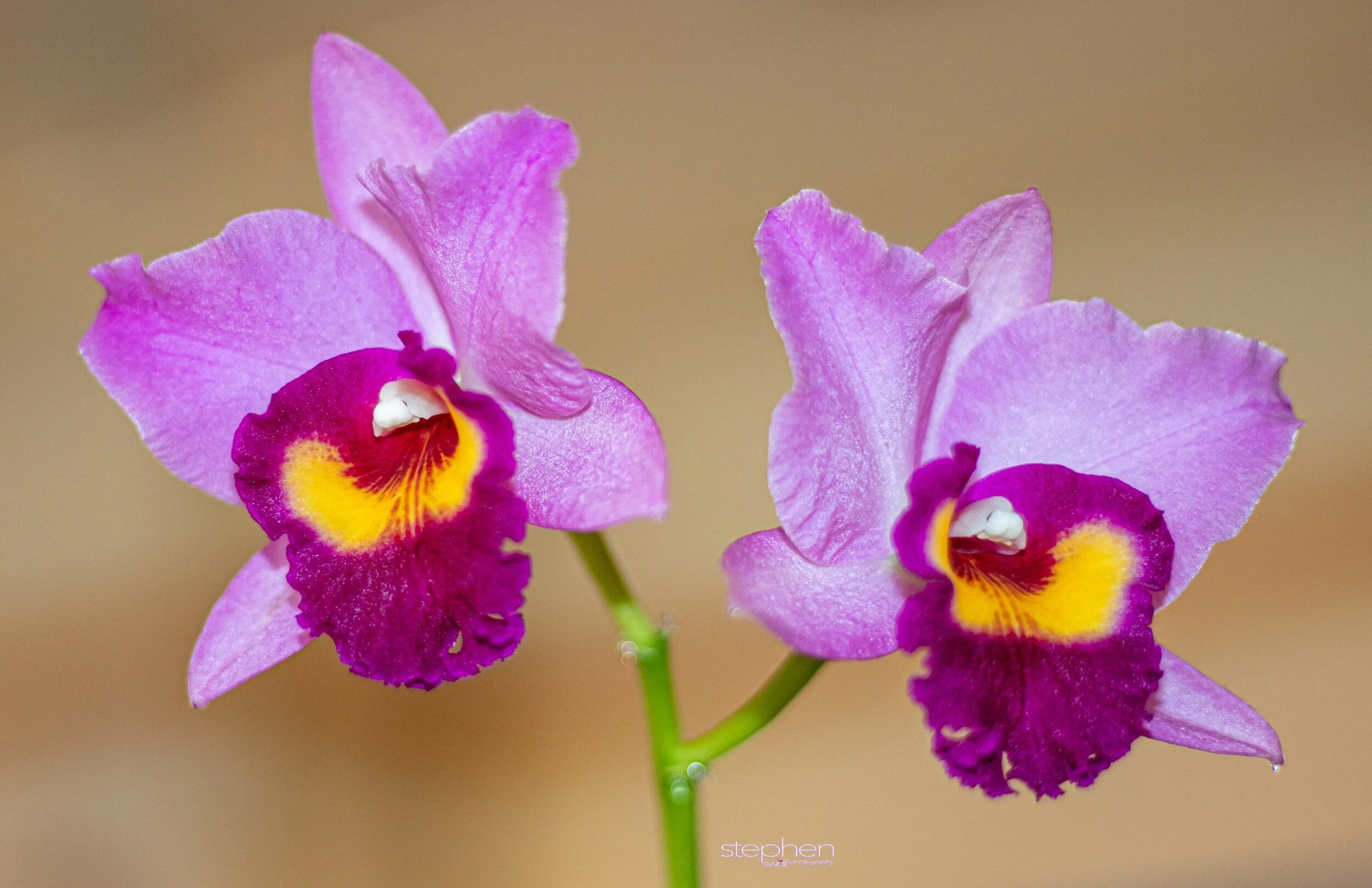 Orchids28 - Cleveland Botanical Garden.jpeg