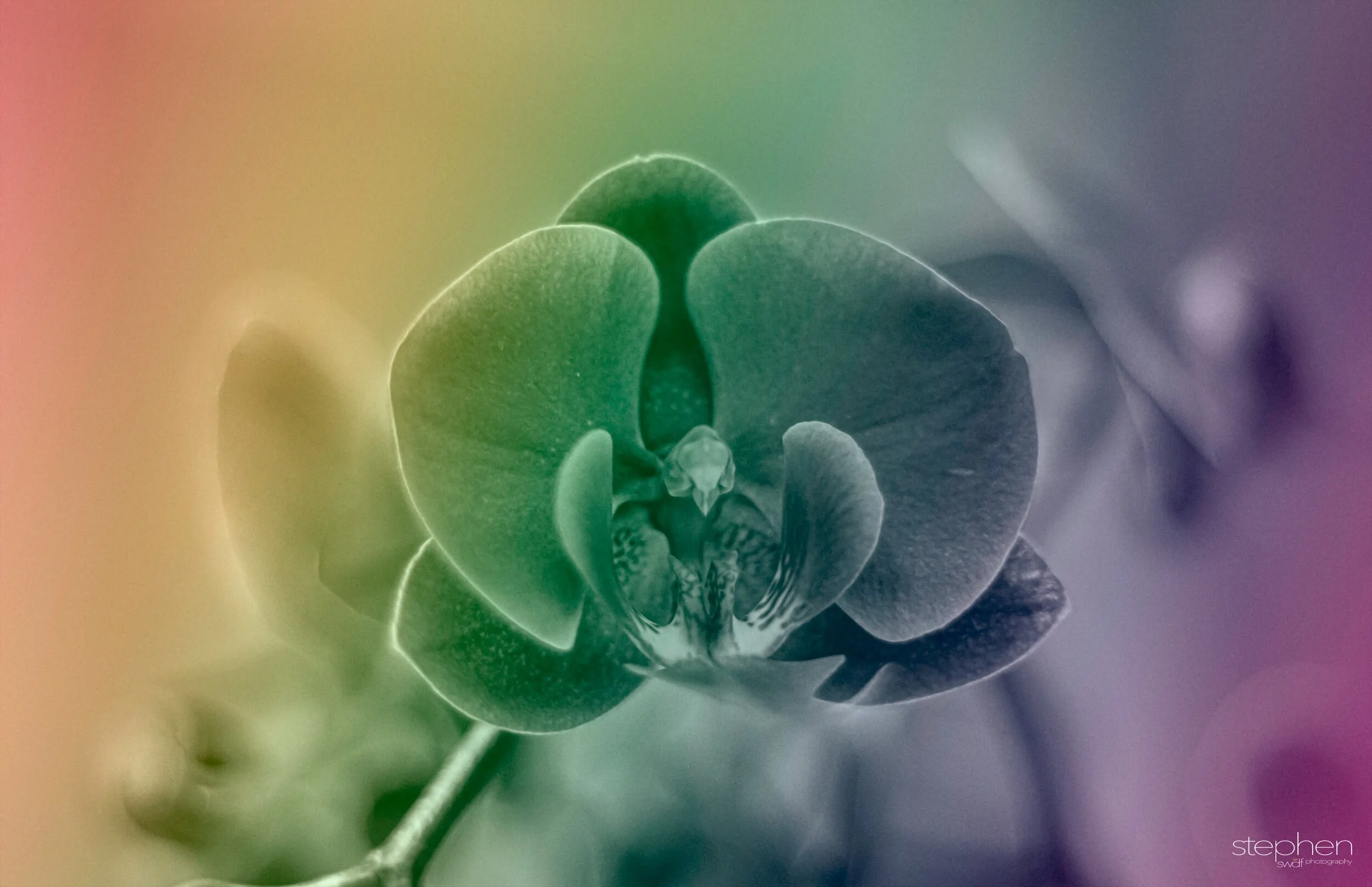 Orchids25 - Cleveland Botanical Garden.jpeg