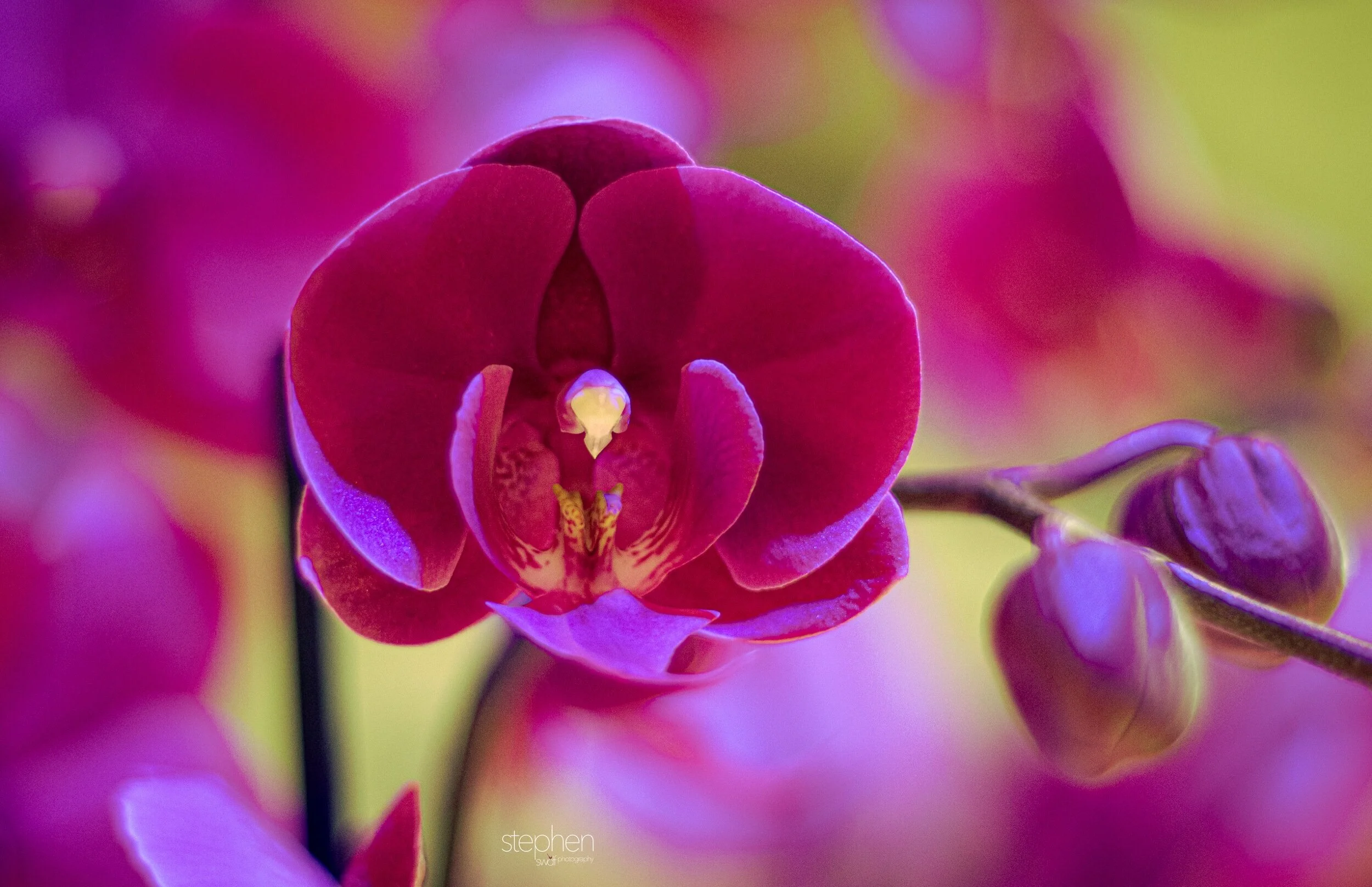 Orchids24 - Cleveland Botanical Garden.jpeg