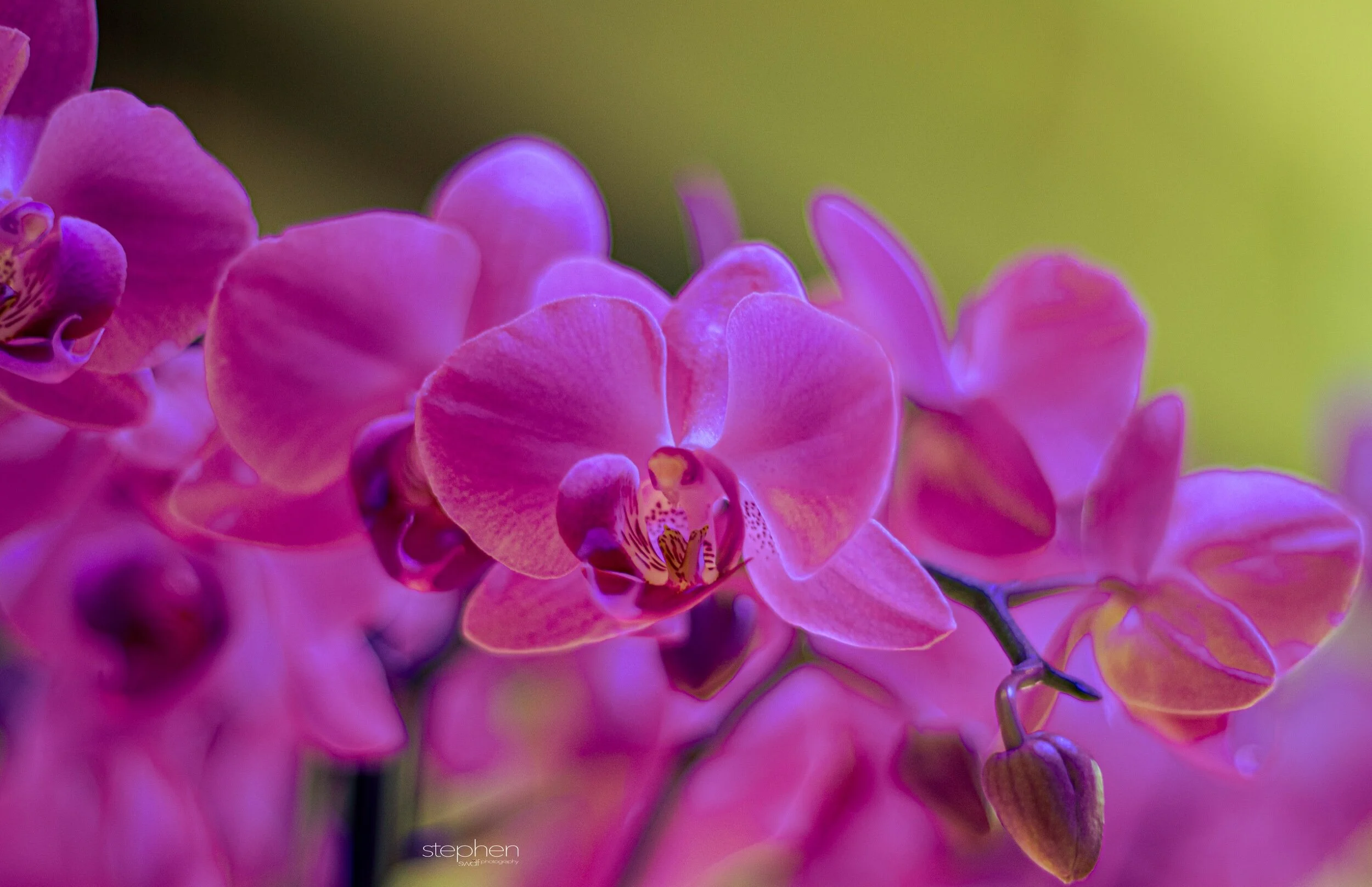 Orchids23 - Cleveland Botanical Garden.jpeg