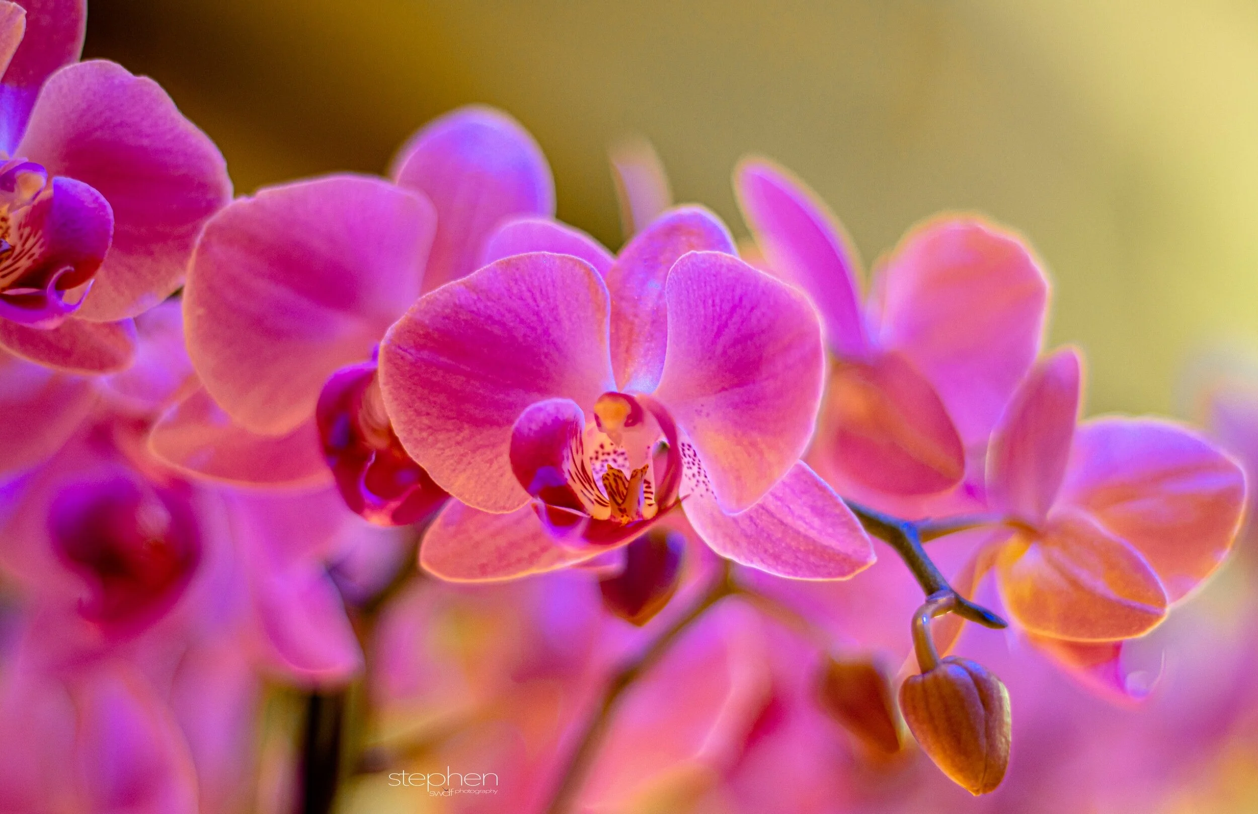 Orchids22 - Cleveland Botanical Garden.jpeg