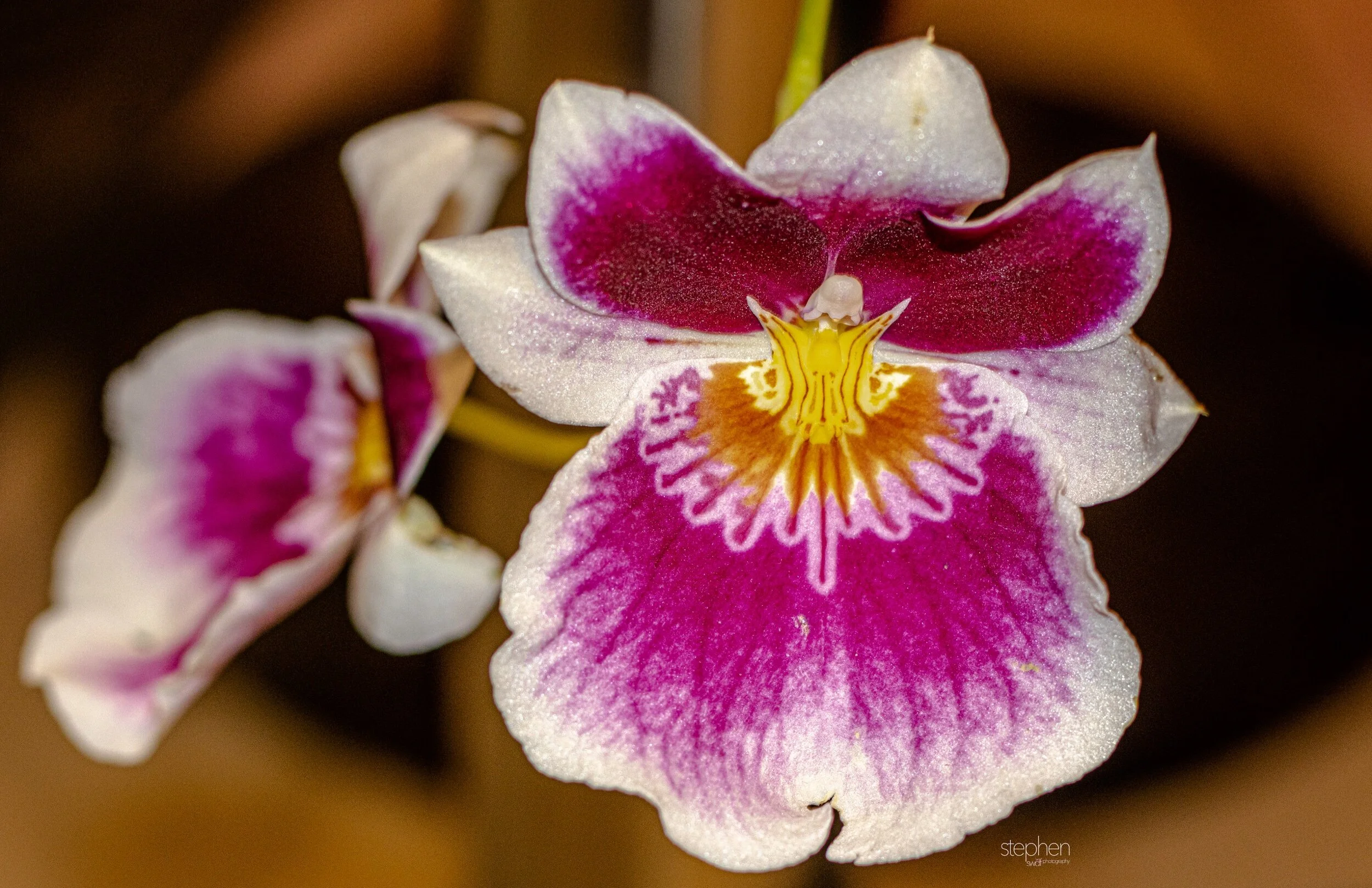 Orchids21 - Cleveland Botanical Garden.jpeg