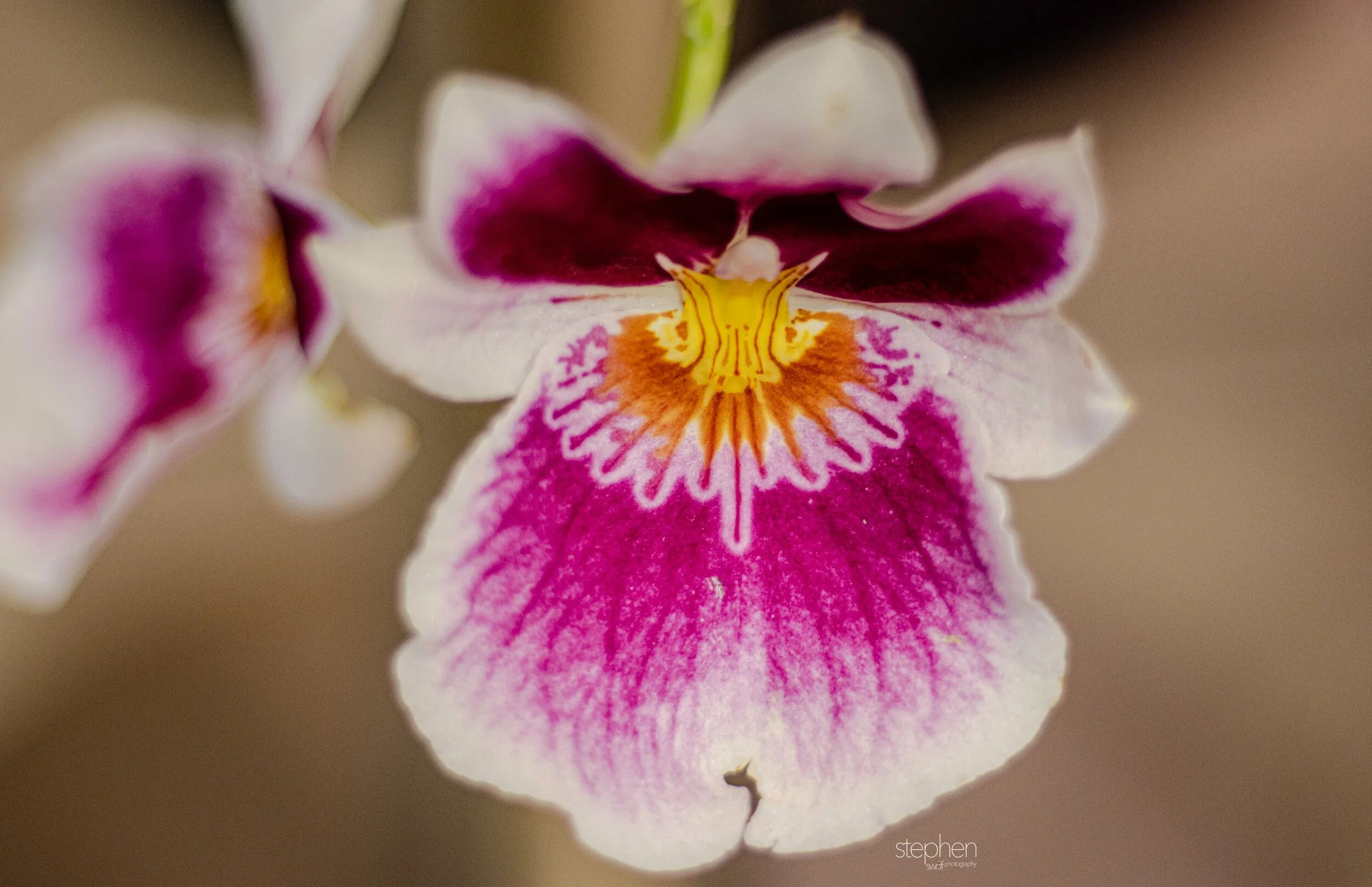 Orchids20 - Cleveland Botanical Garden.jpeg