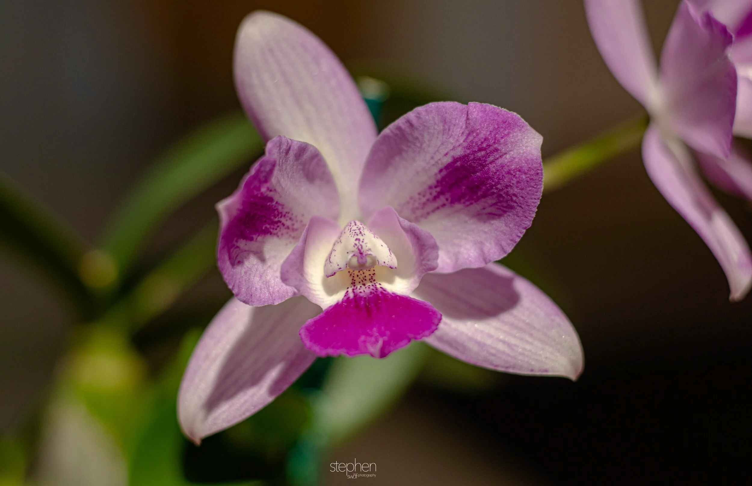 Orchids18 - Cleveland Botanical Garden.jpeg