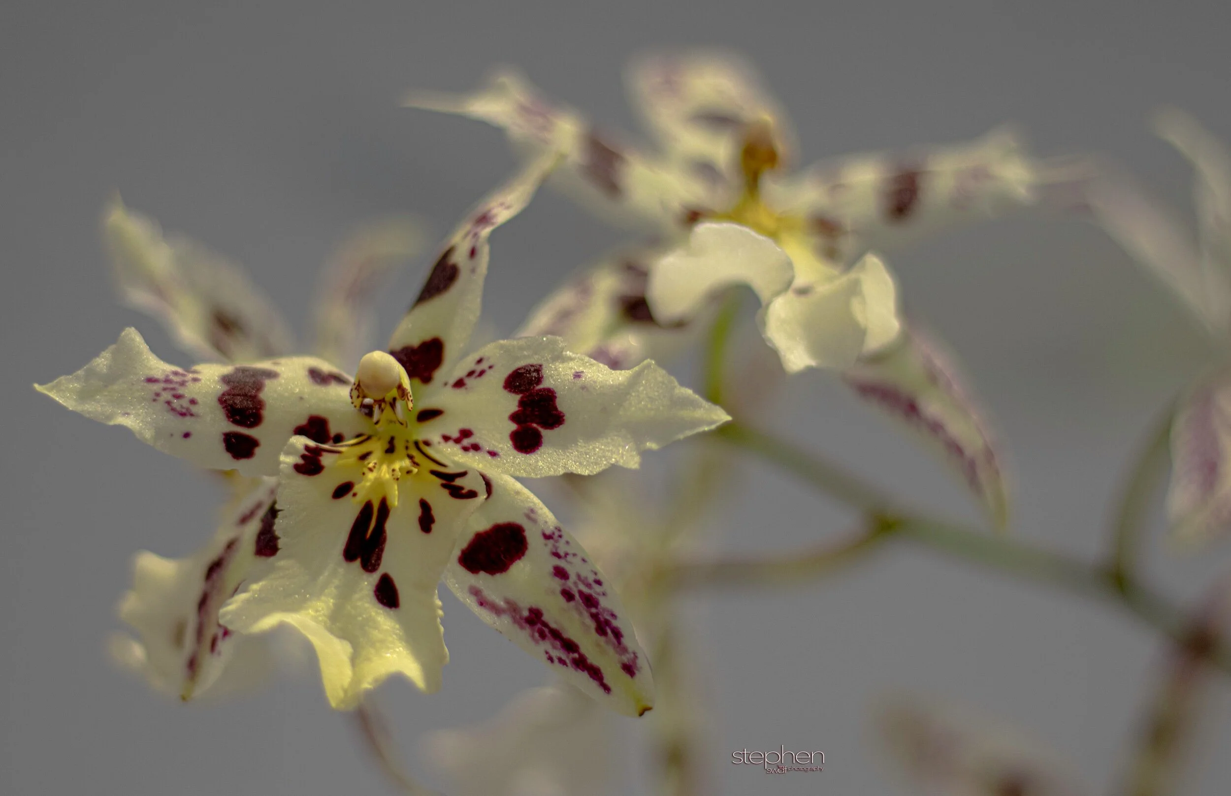 Orchids16 - Cleveland Botanical Garden.jpeg