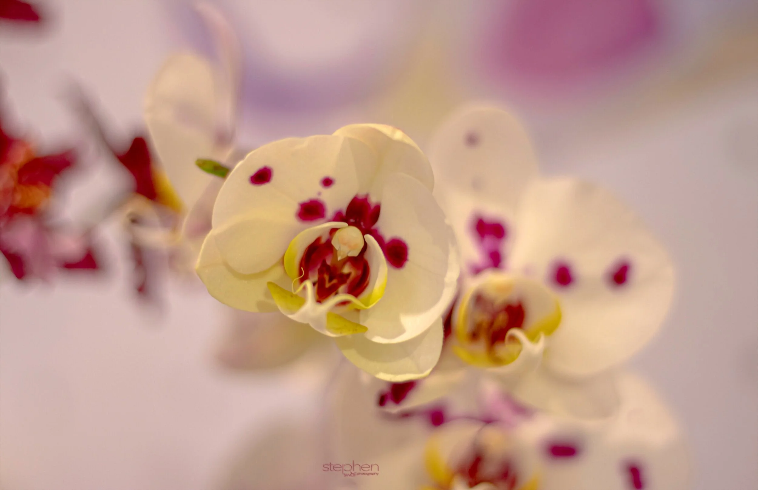 Orchids15 - Cleveland Botanical Garden.jpeg