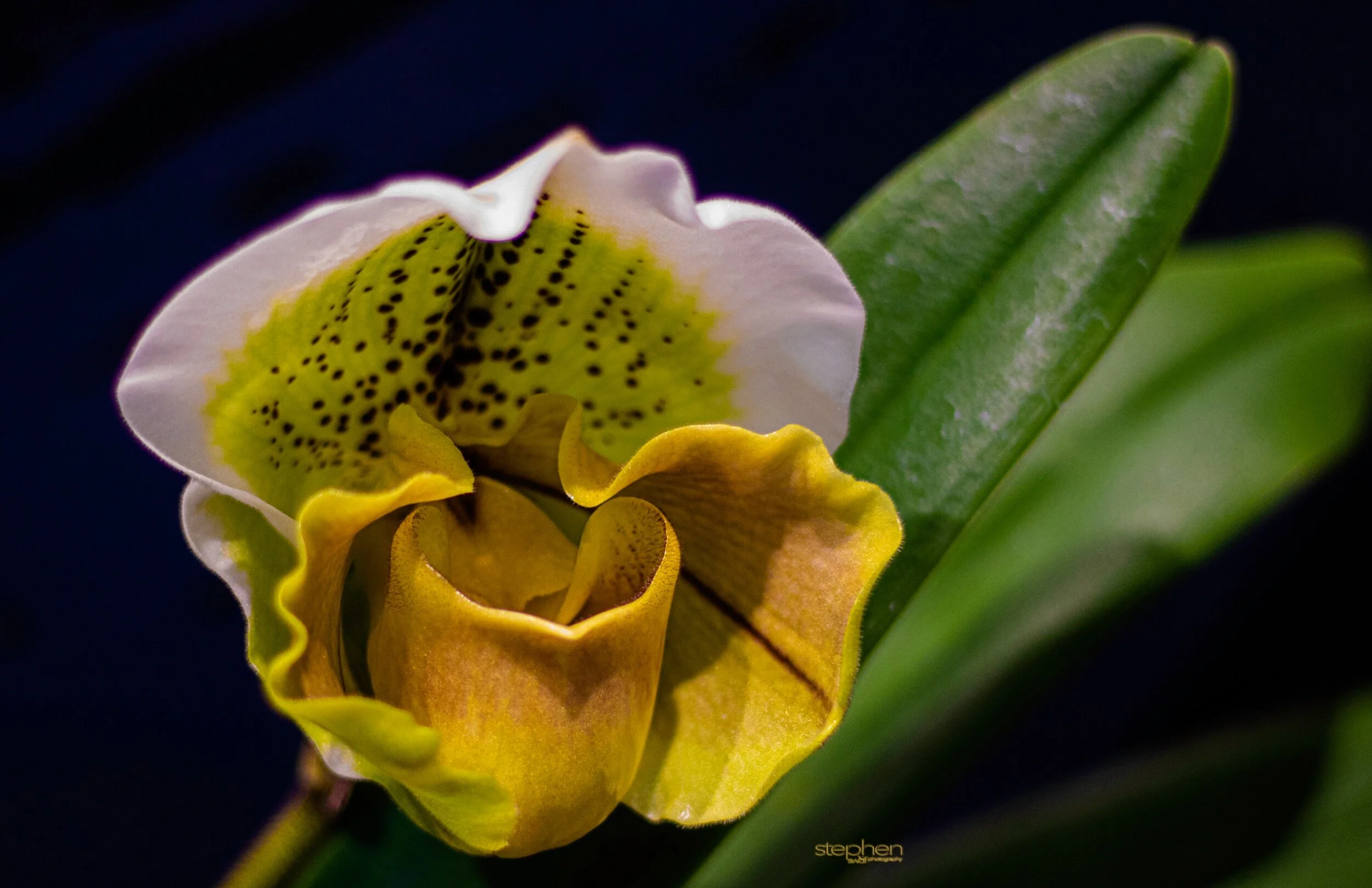 Orchids14 - Cleveland Botanical Garden.jpeg
