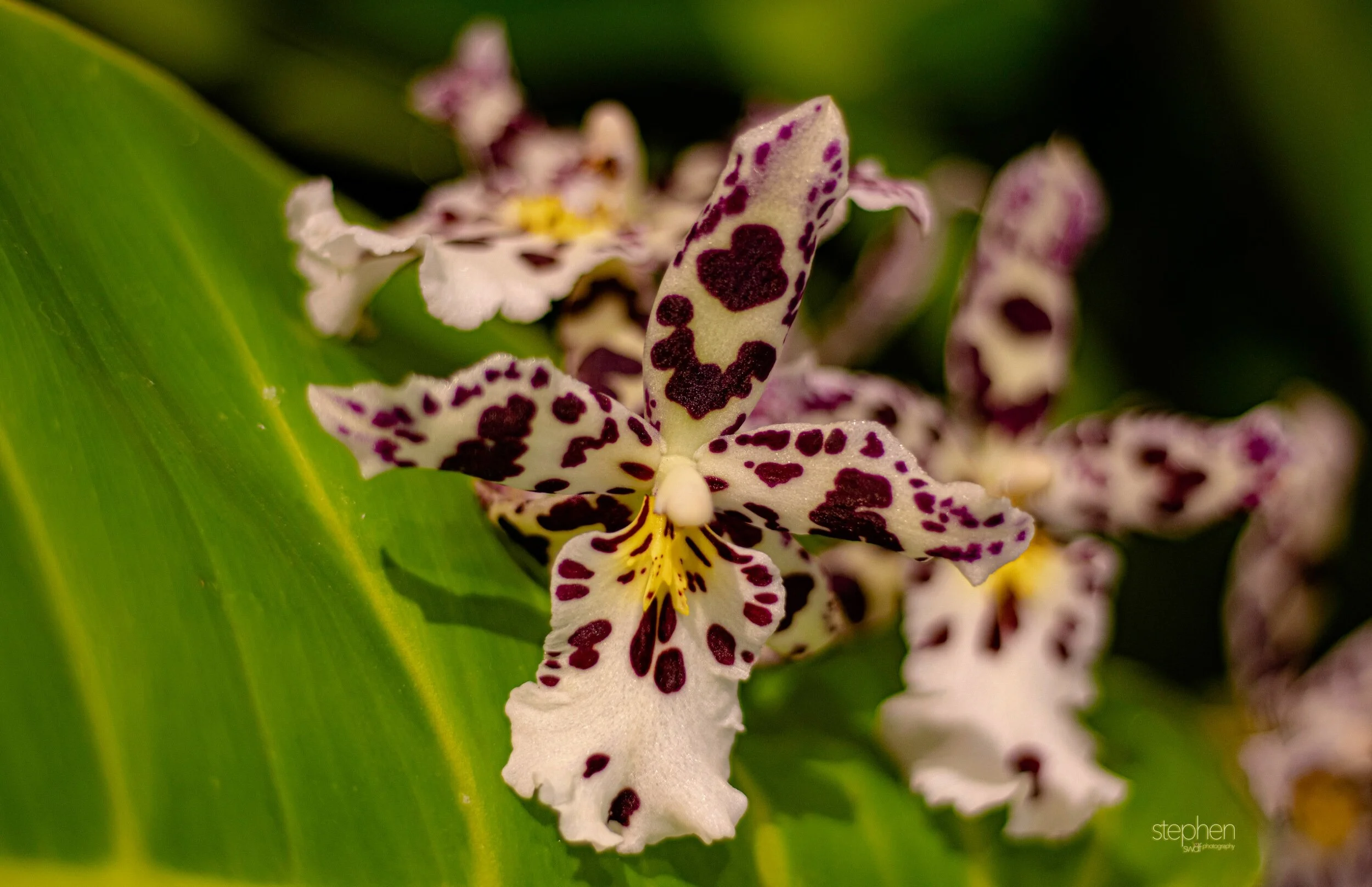 Orchids13 - Cleveland Botanical Garden.jpeg