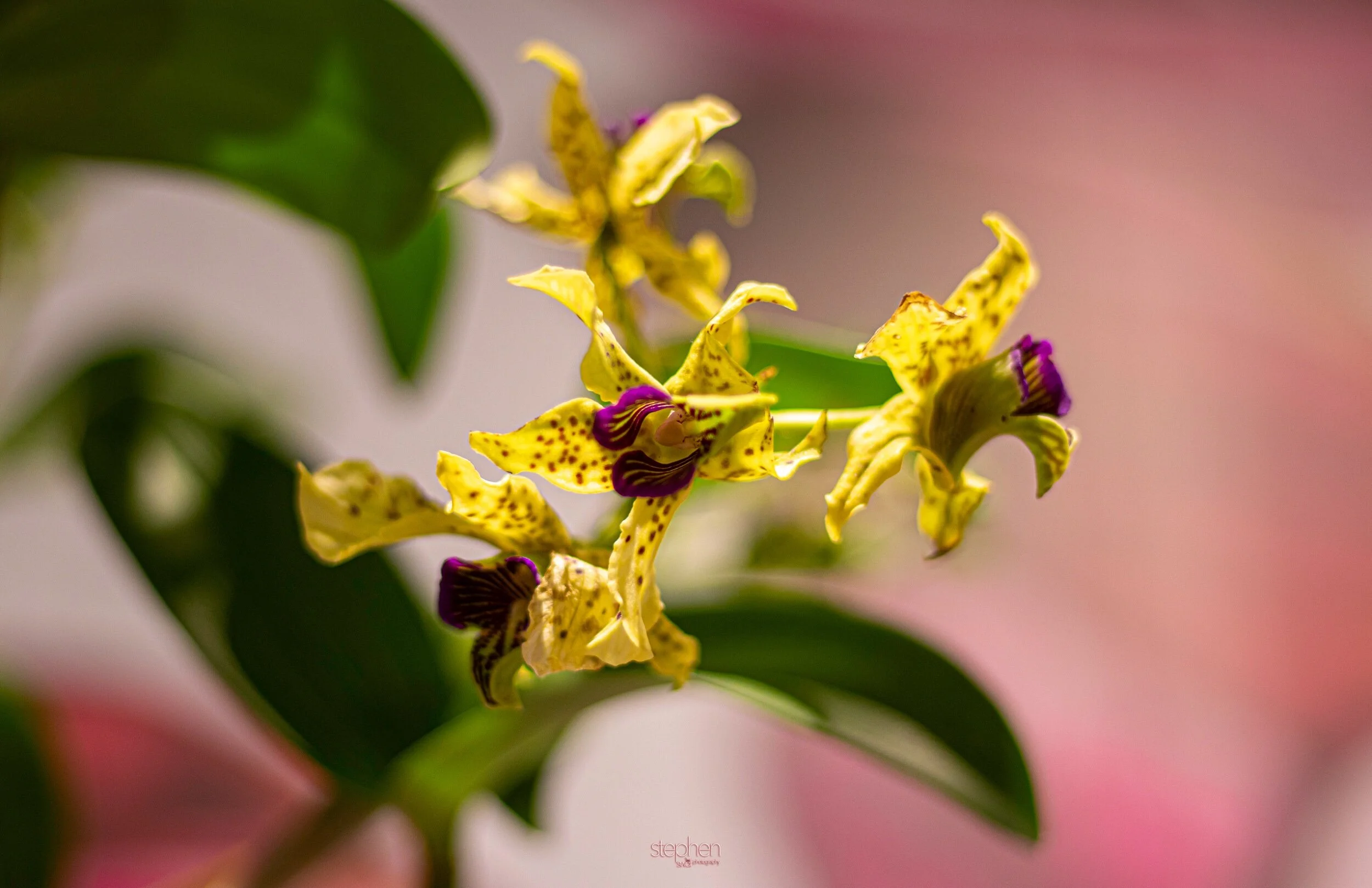 Orchids12 - Cleveland Botanical Garden.jpeg