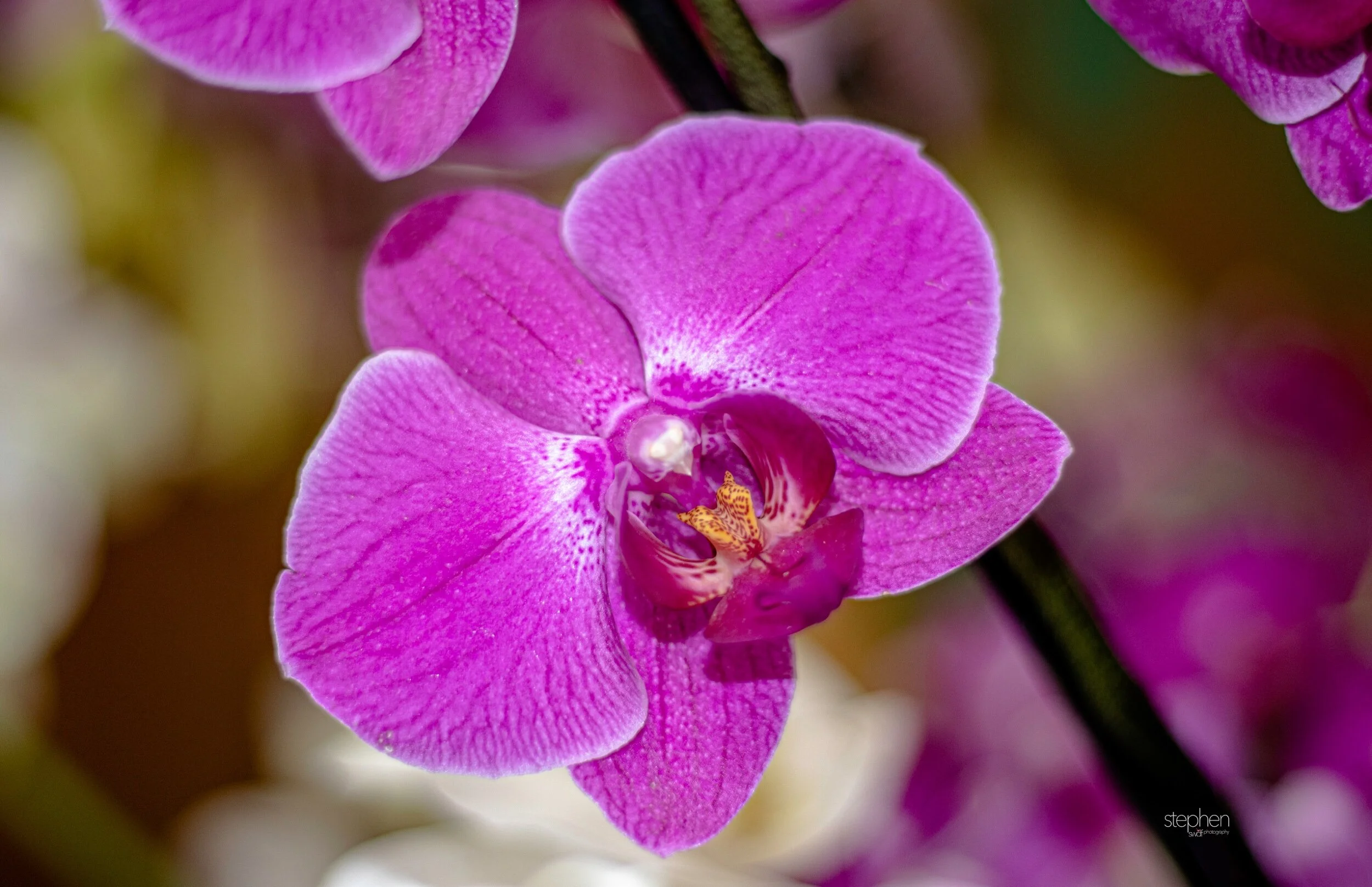 Orchids4 - Cleveland Botanical Garden.jpeg