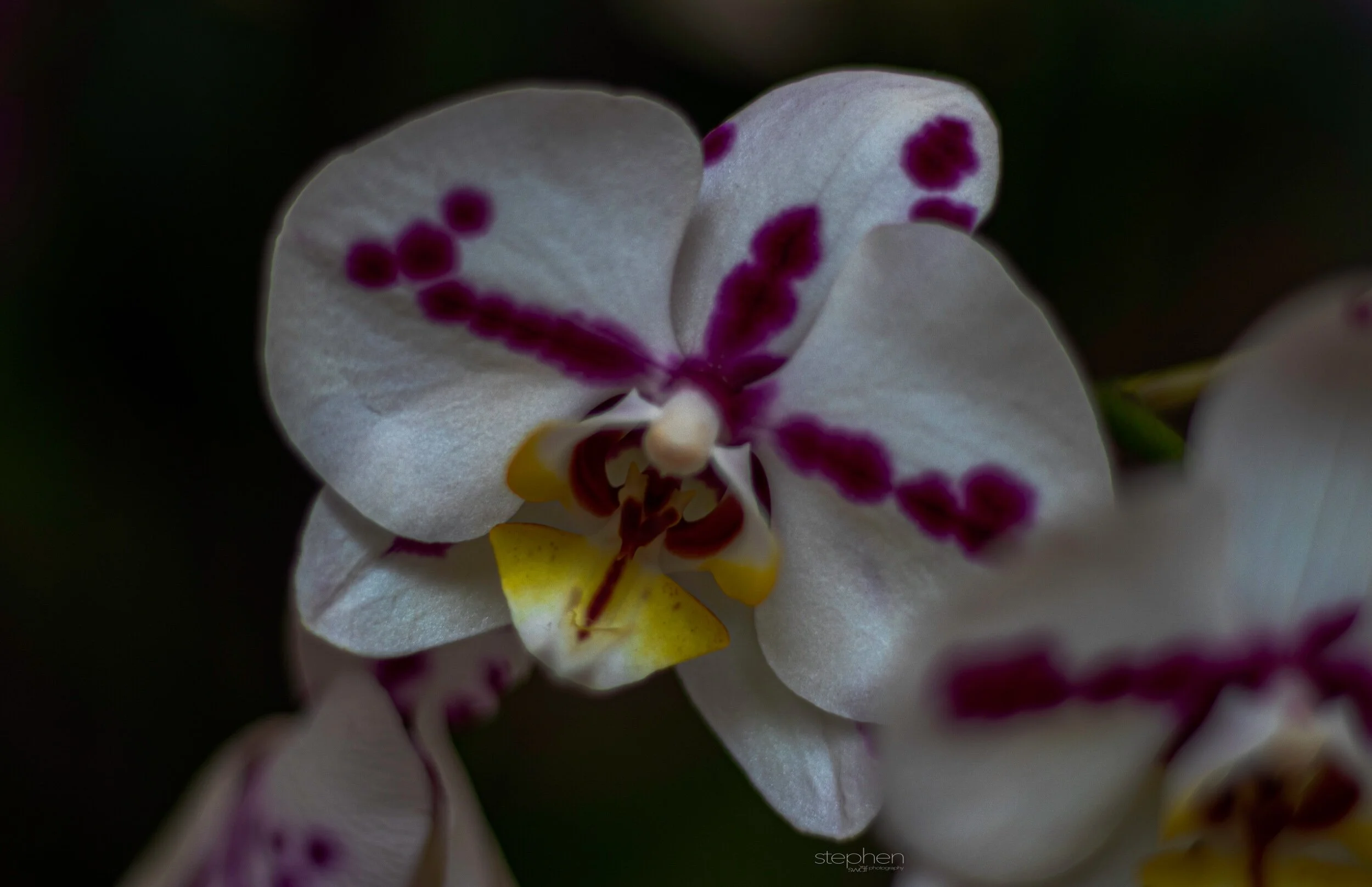 Orchids2 - Cleveland Botanical Garden.jpeg