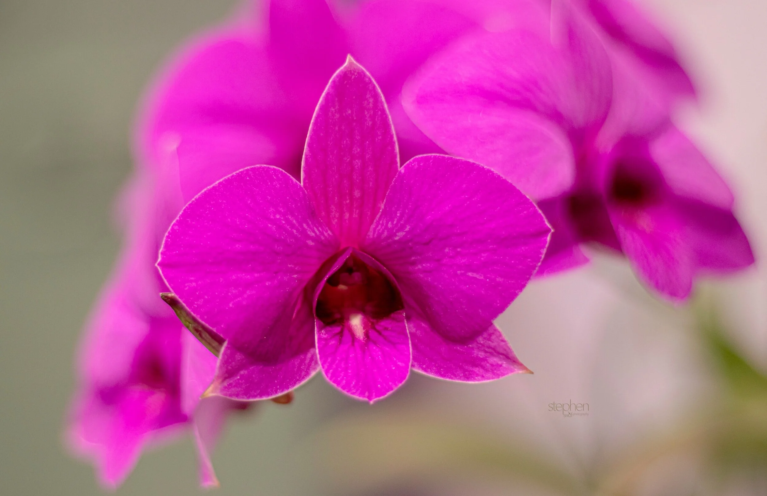 Orchids8 - Cleveland Botanical Garden.jpeg