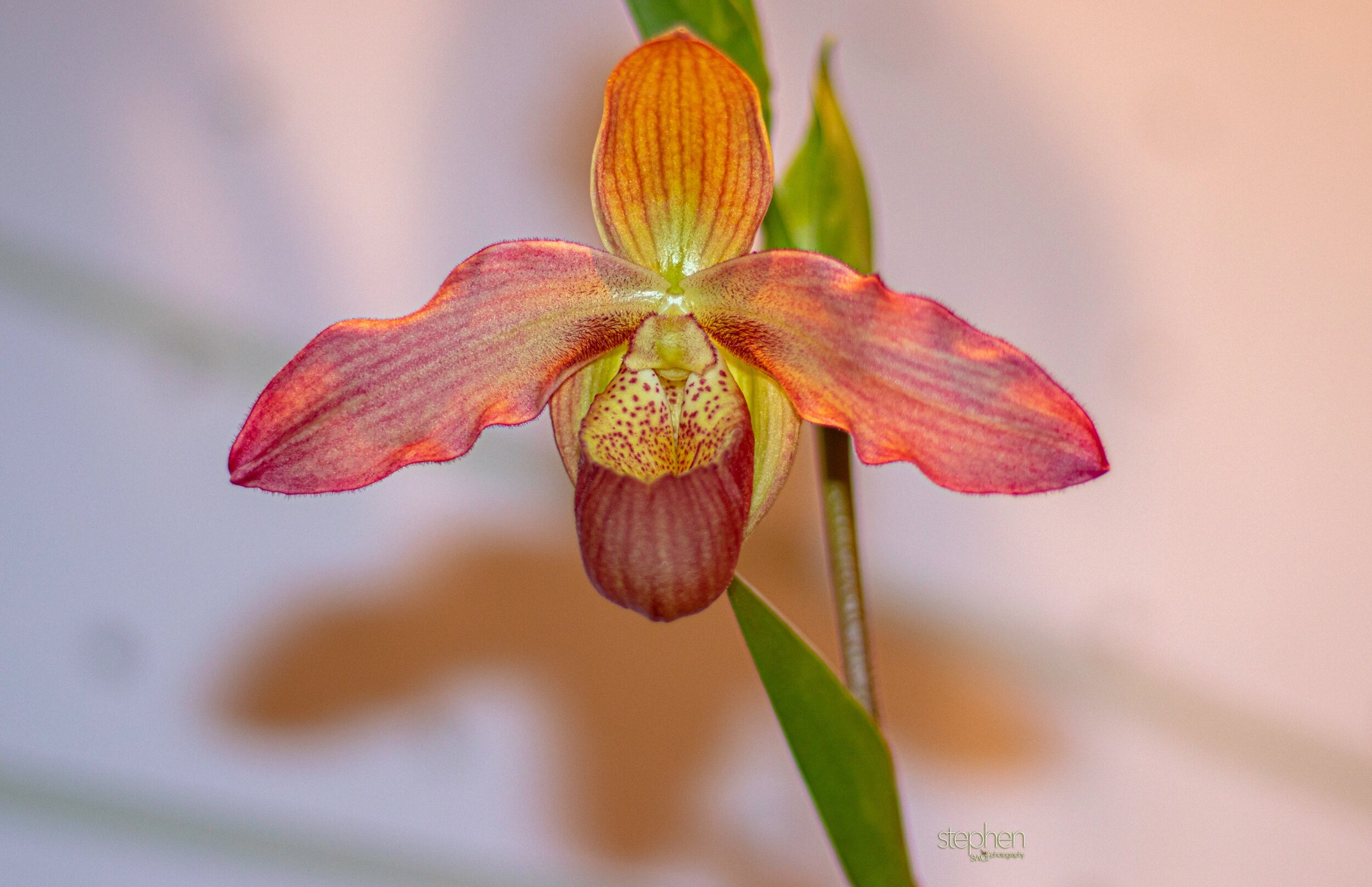Orchids11 - Cleveland Botanical Garden.jpeg