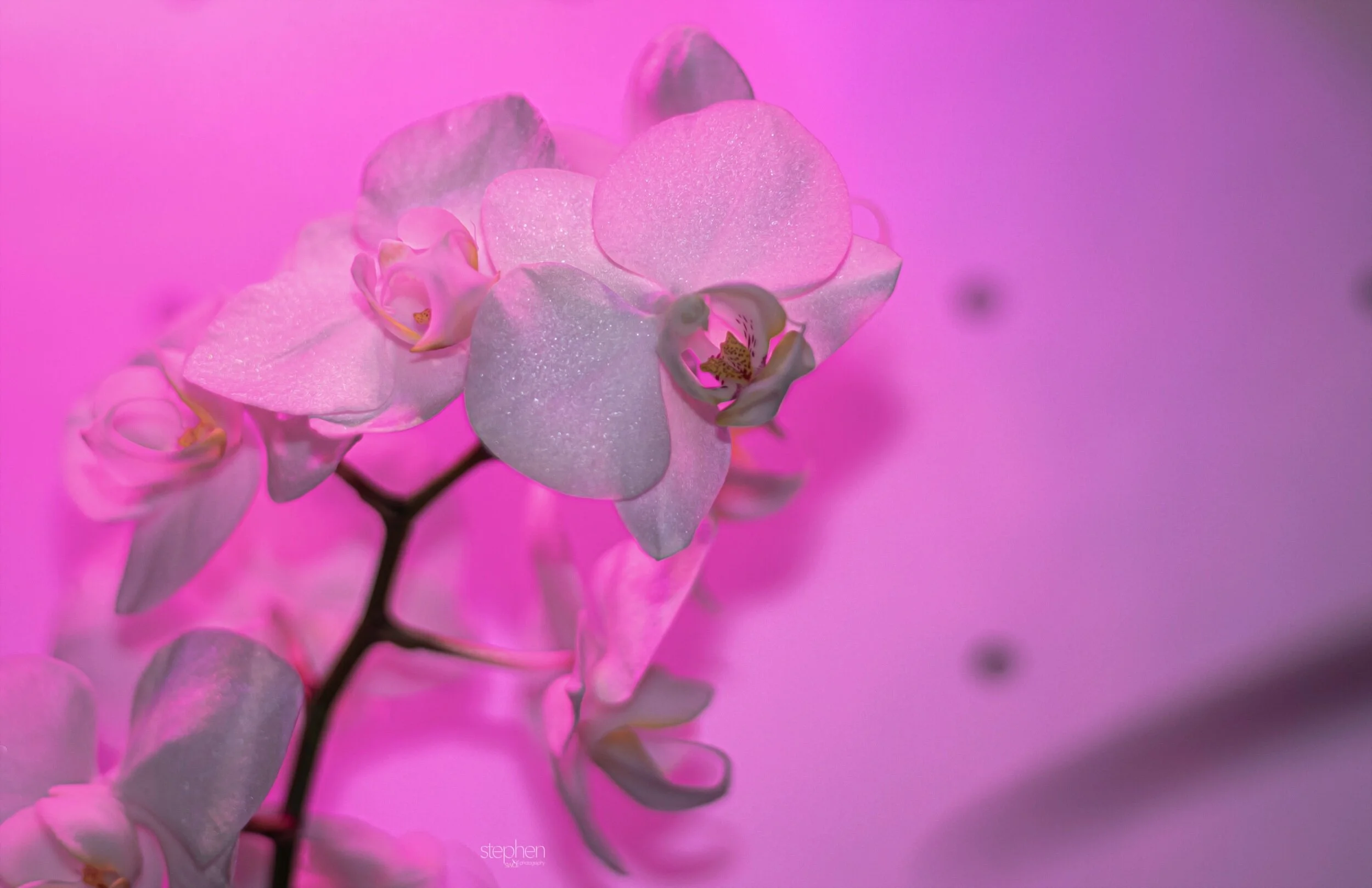 Orchids9 - Cleveland Botanical Garden.jpeg