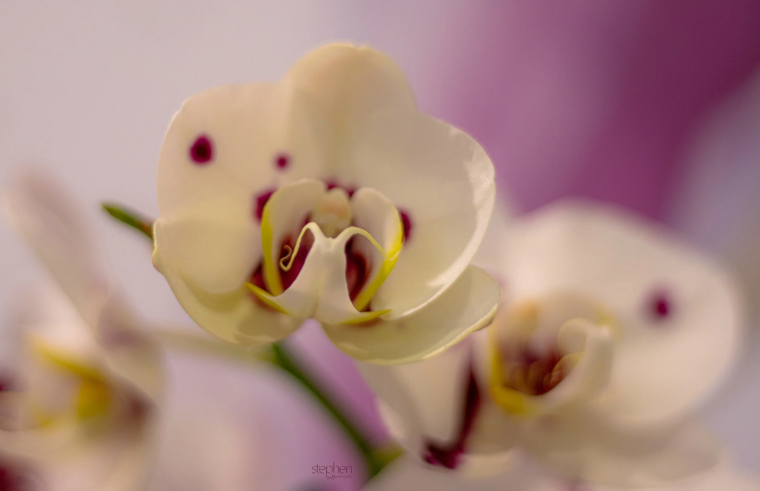 Orchids7 - Cleveland Botanical Garden.jpeg