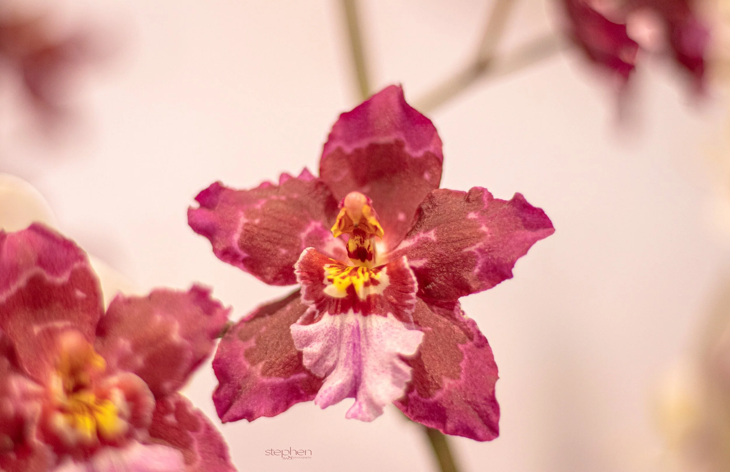 Orchids6 - Cleveland Botanical Garden.jpeg