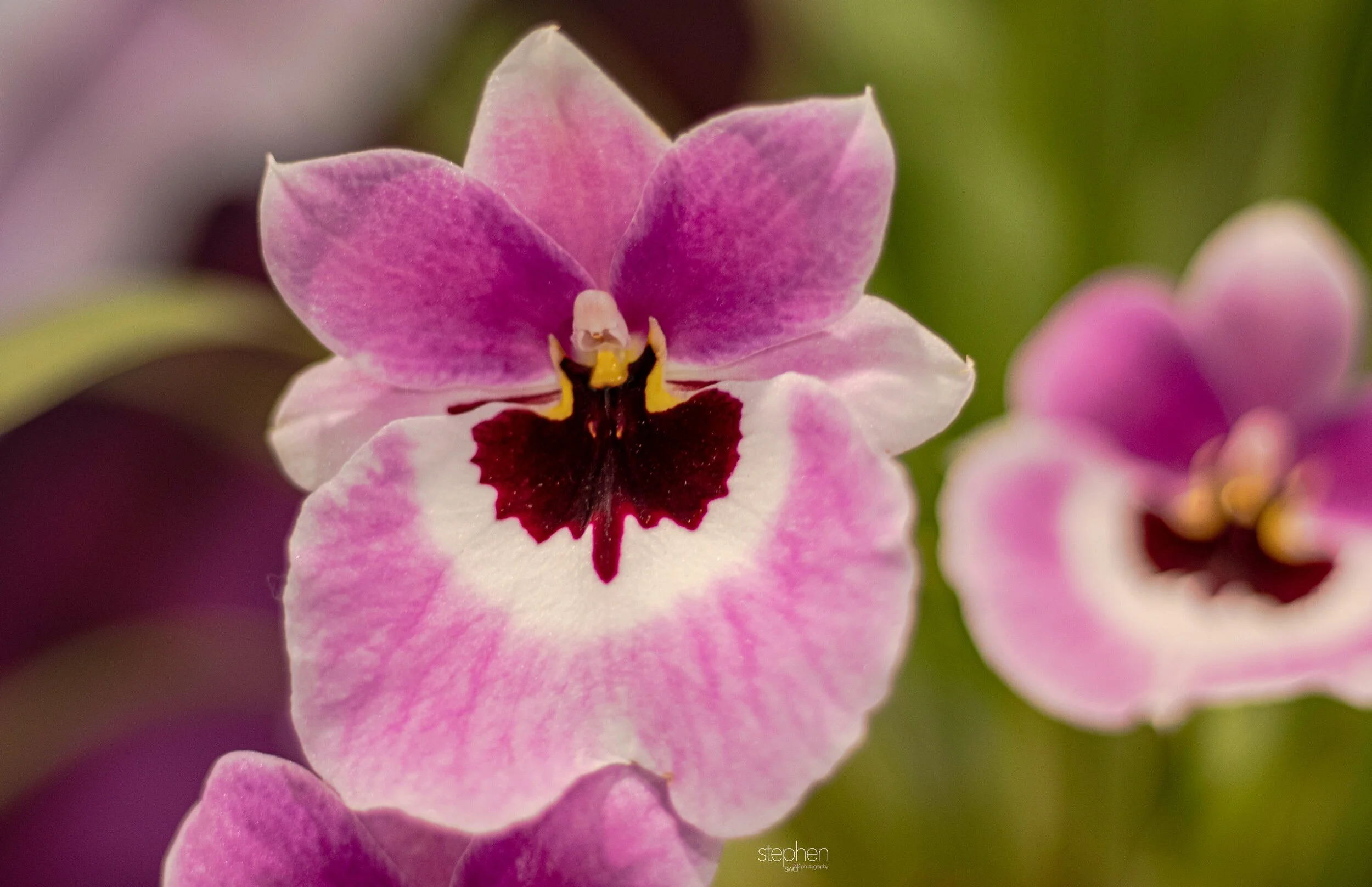 Orchids5 - Cleveland Botanical Garden.jpeg