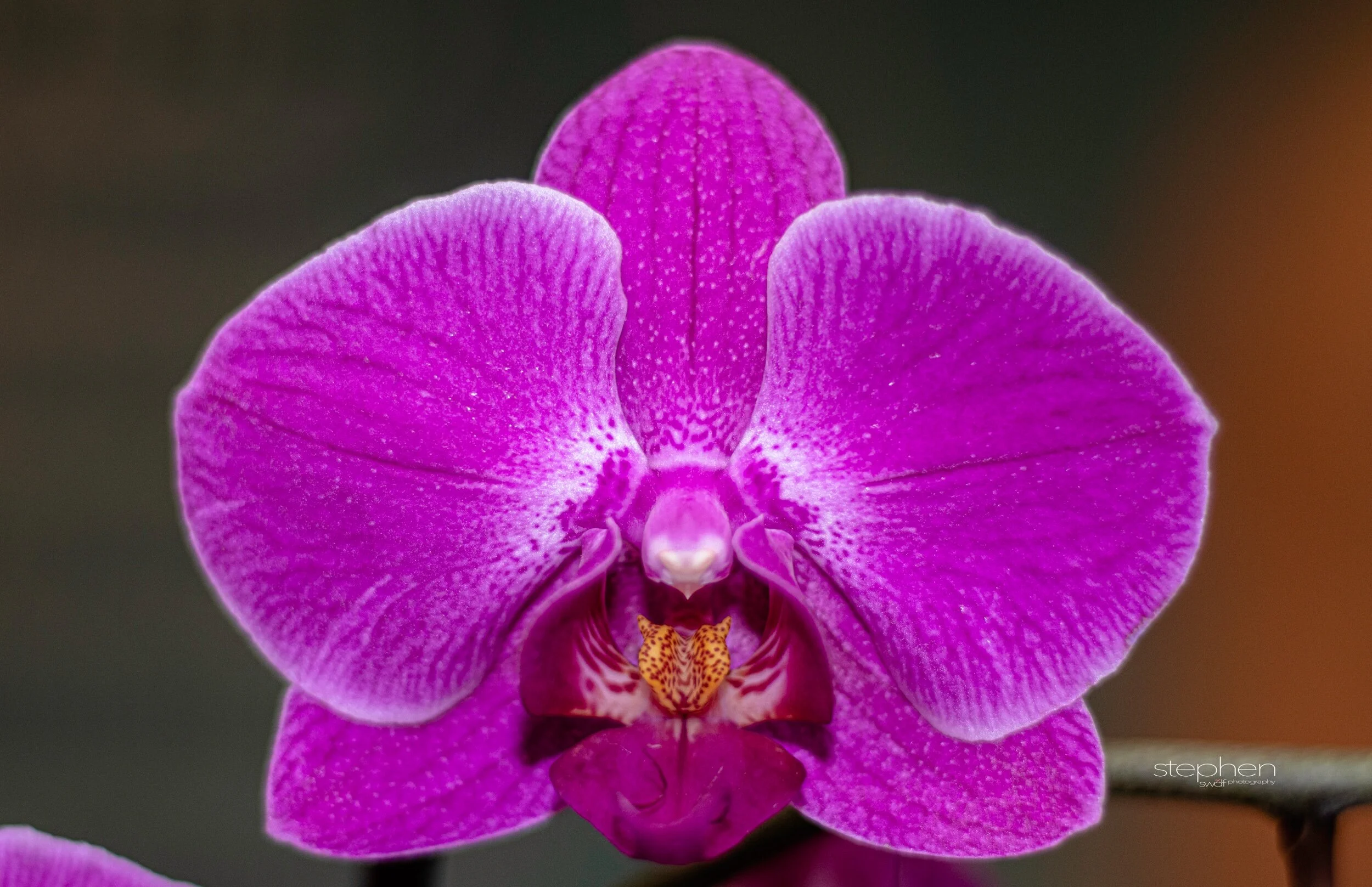 Orchids3 - Cleveland Botanical Garden.jpeg