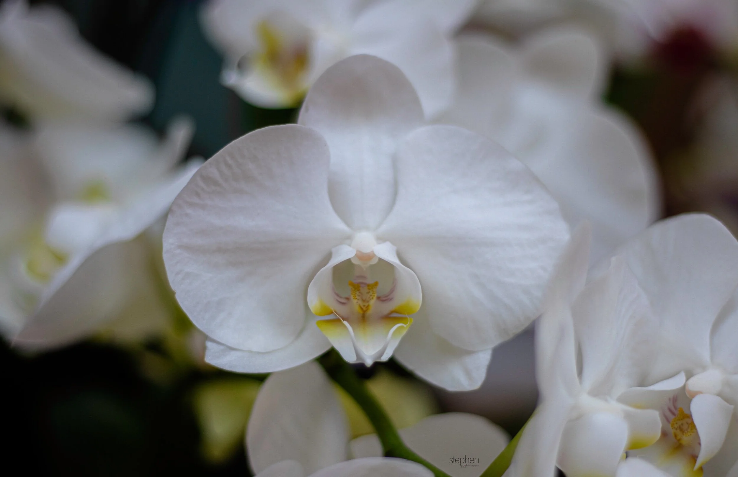 Orchids - Cleveland Botanical Garden.jpeg