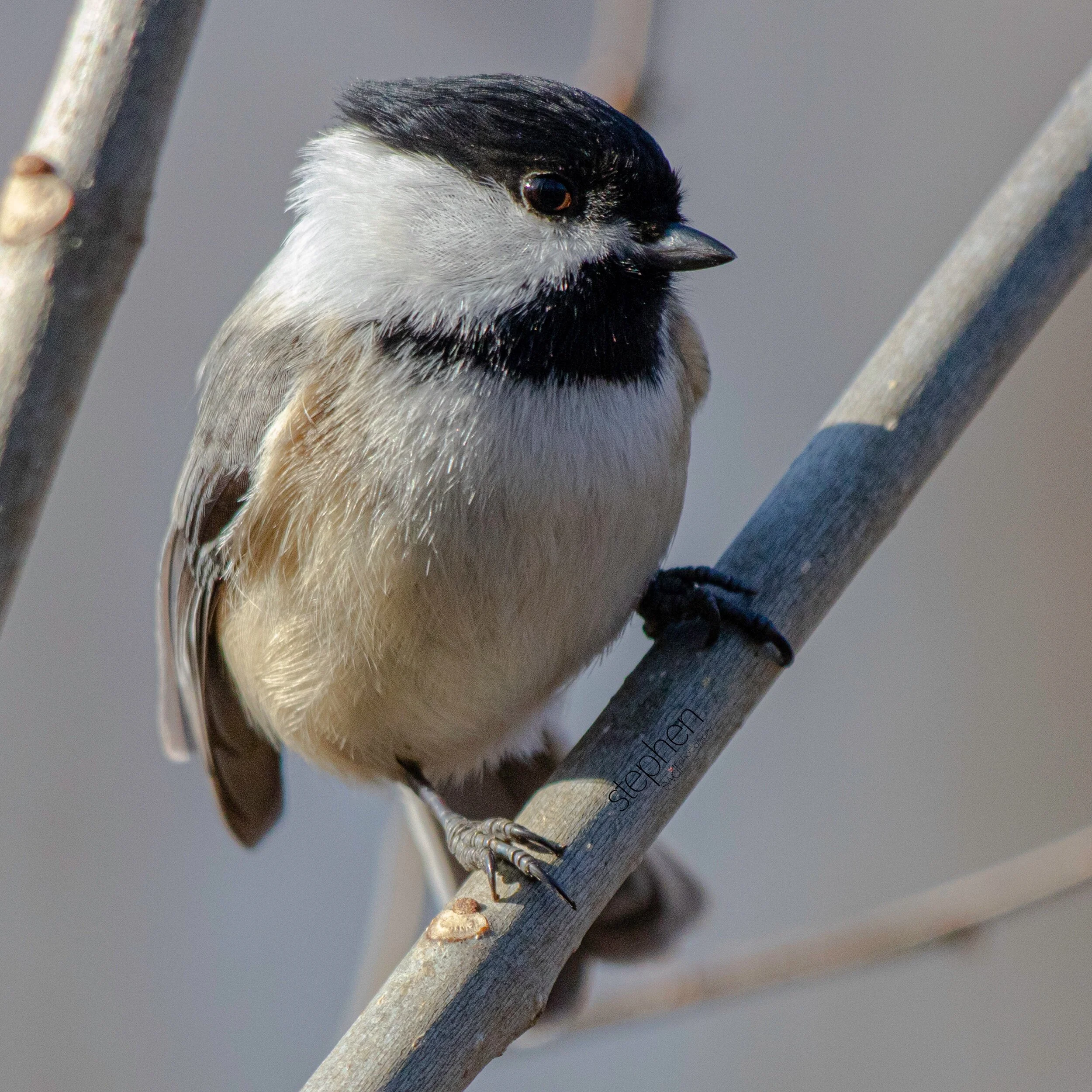 Chickadee Square3 - Brecksville.jpeg