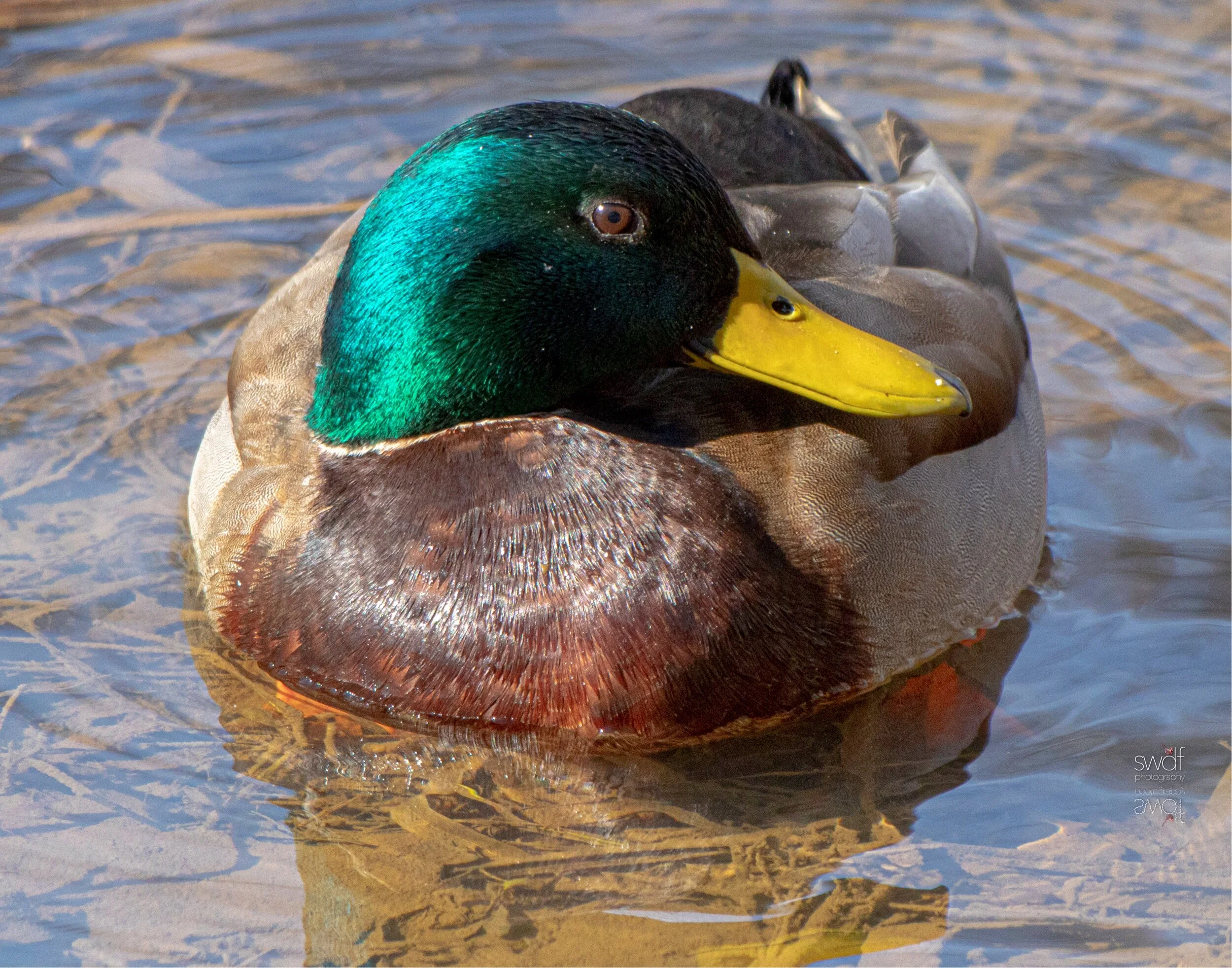 Mallard Duck 11x14 - CVNP.jpeg