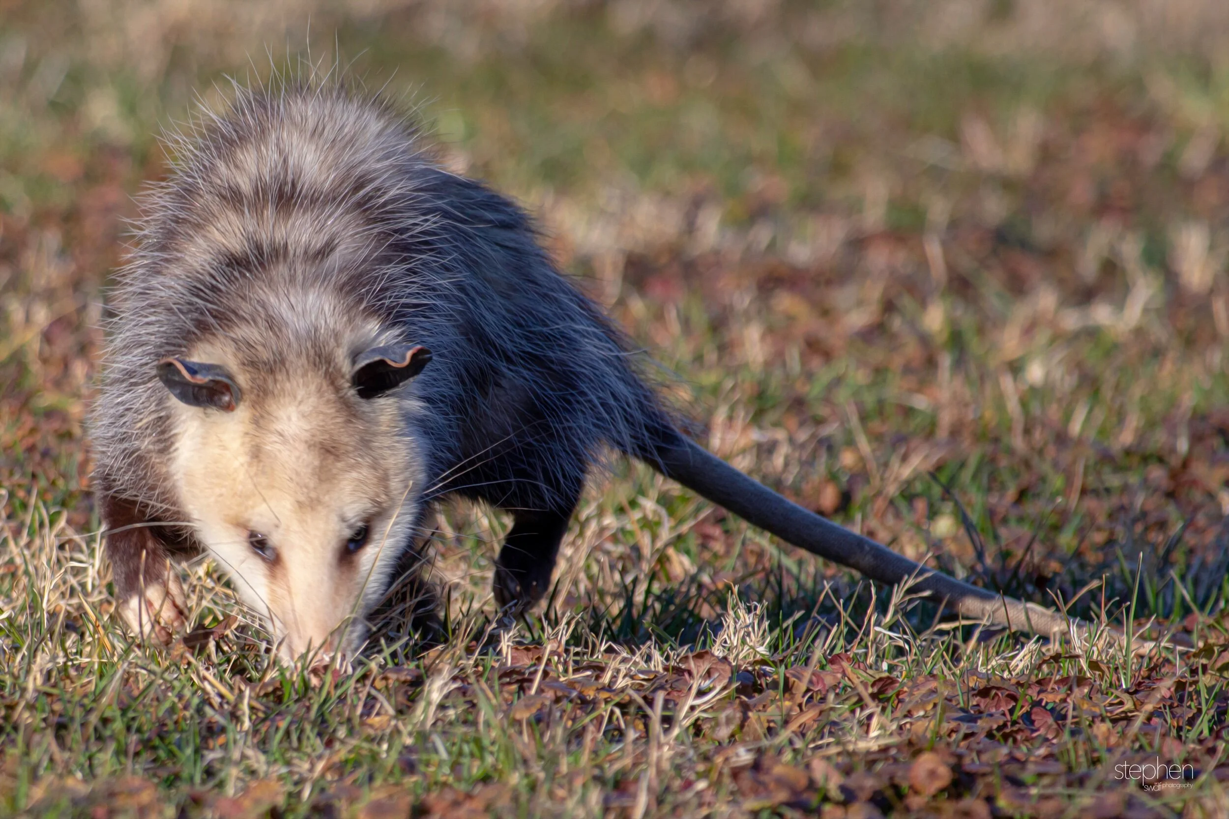 Opposum5 - CVNP.jpeg