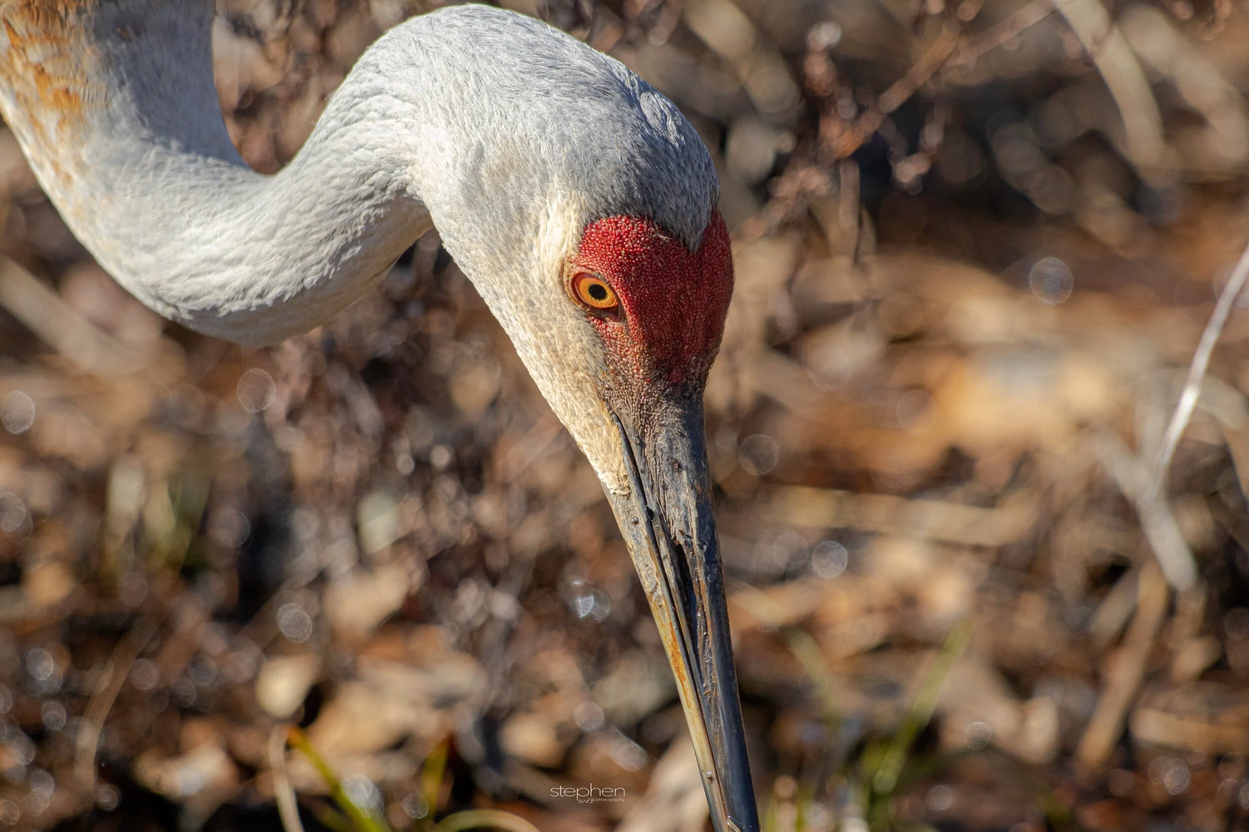 Sandhill Crane4 - Sandy Ridge.jpeg