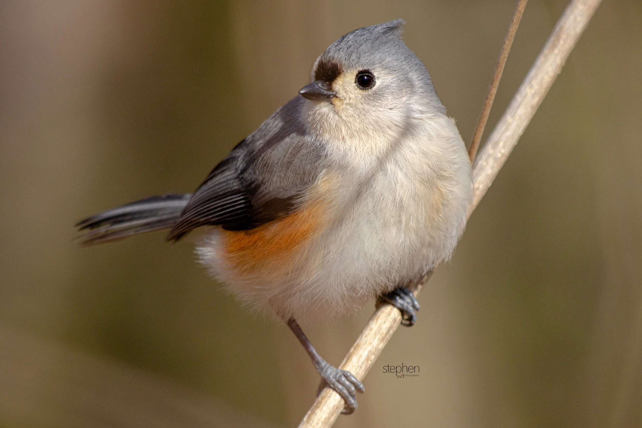 Titmouse2 - Brecksville.jpeg