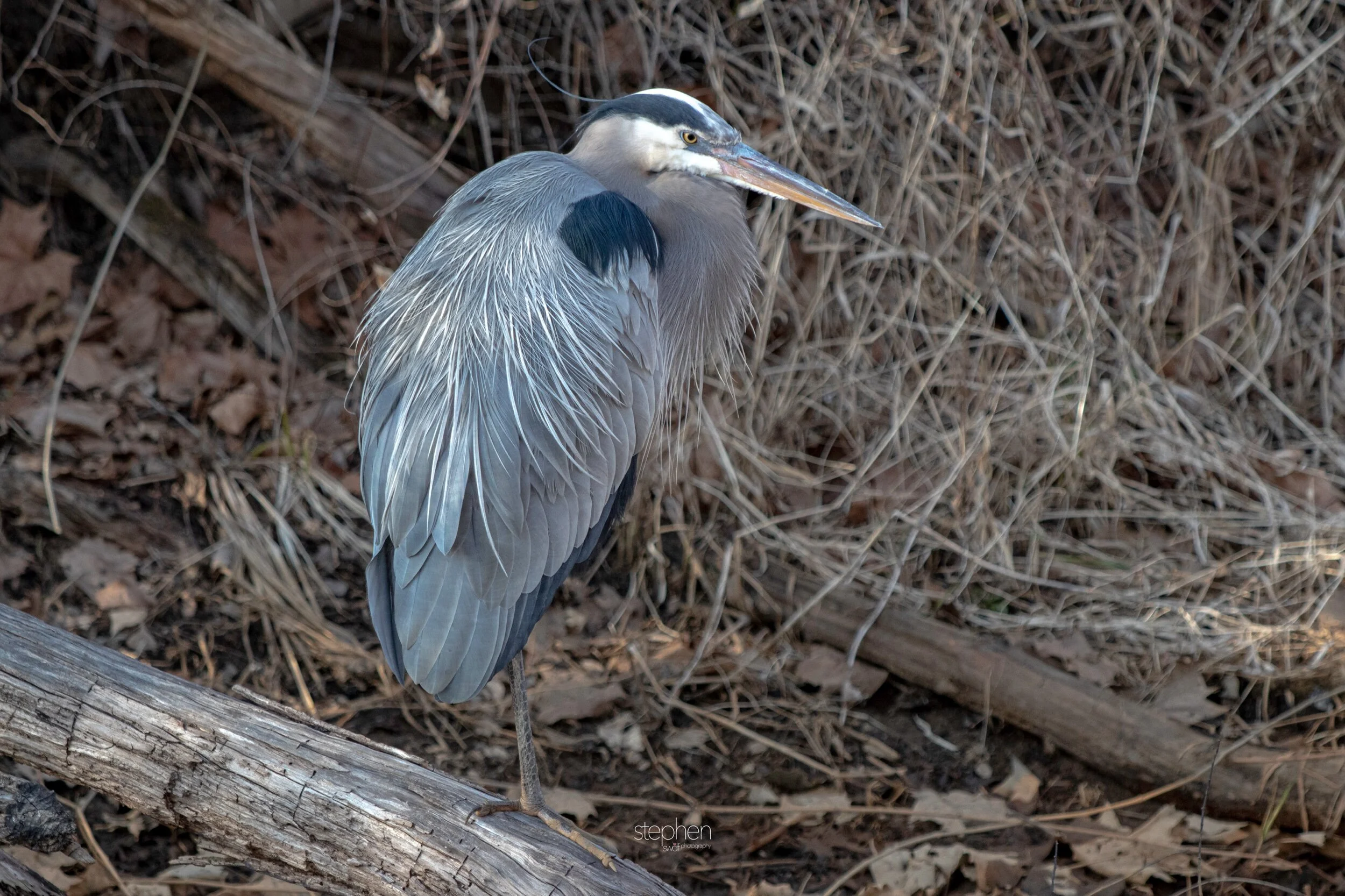 Great Blue Heron5 - Beaver Marsh.jpeg