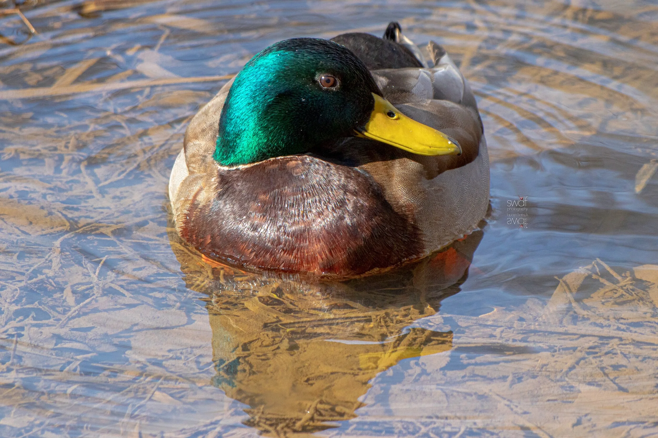 Mallard Duck - CVNP.jpeg