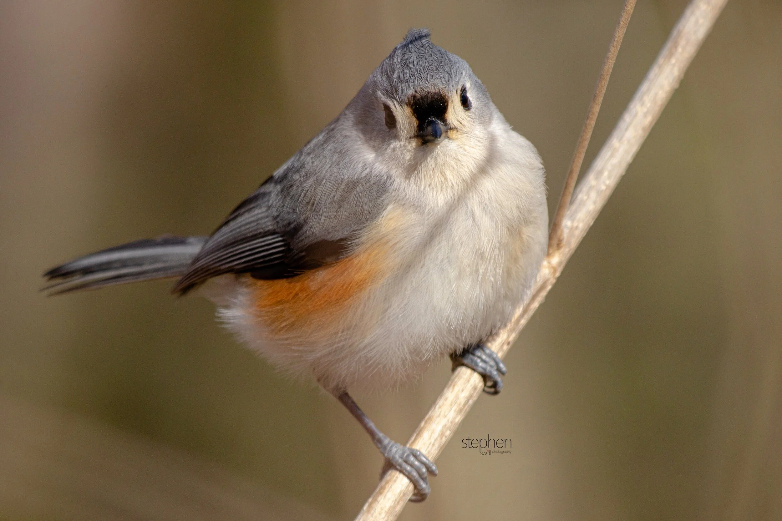 Titmouse3 - Brecksville.jpeg