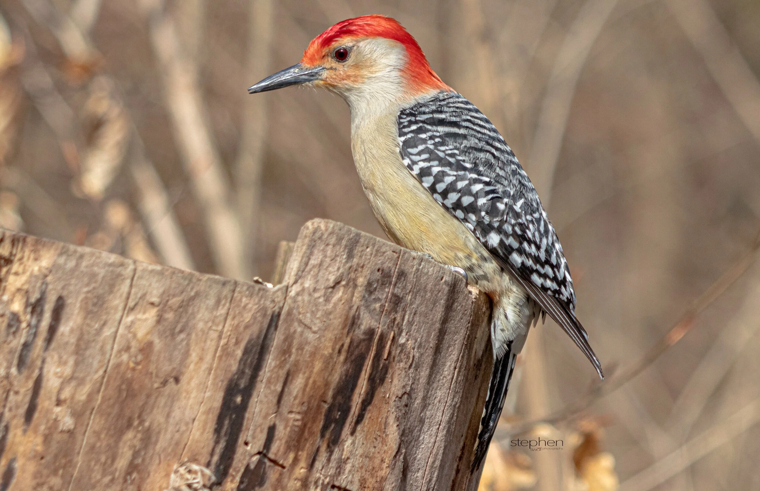 Red-bellied Woodpecker3 - CVNP.jpeg