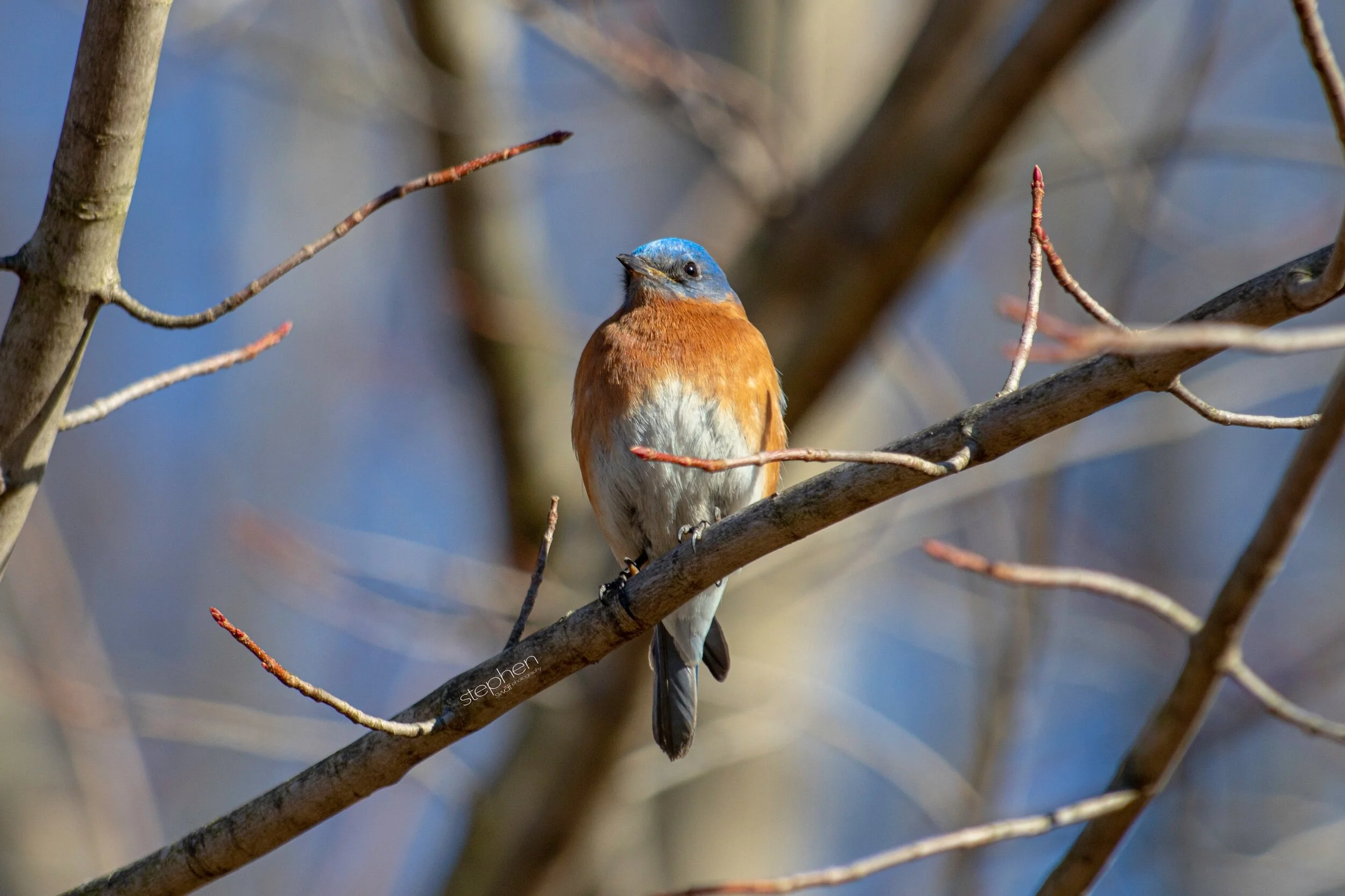 Sunlit Bluebird - Sandy Ridge.jpeg