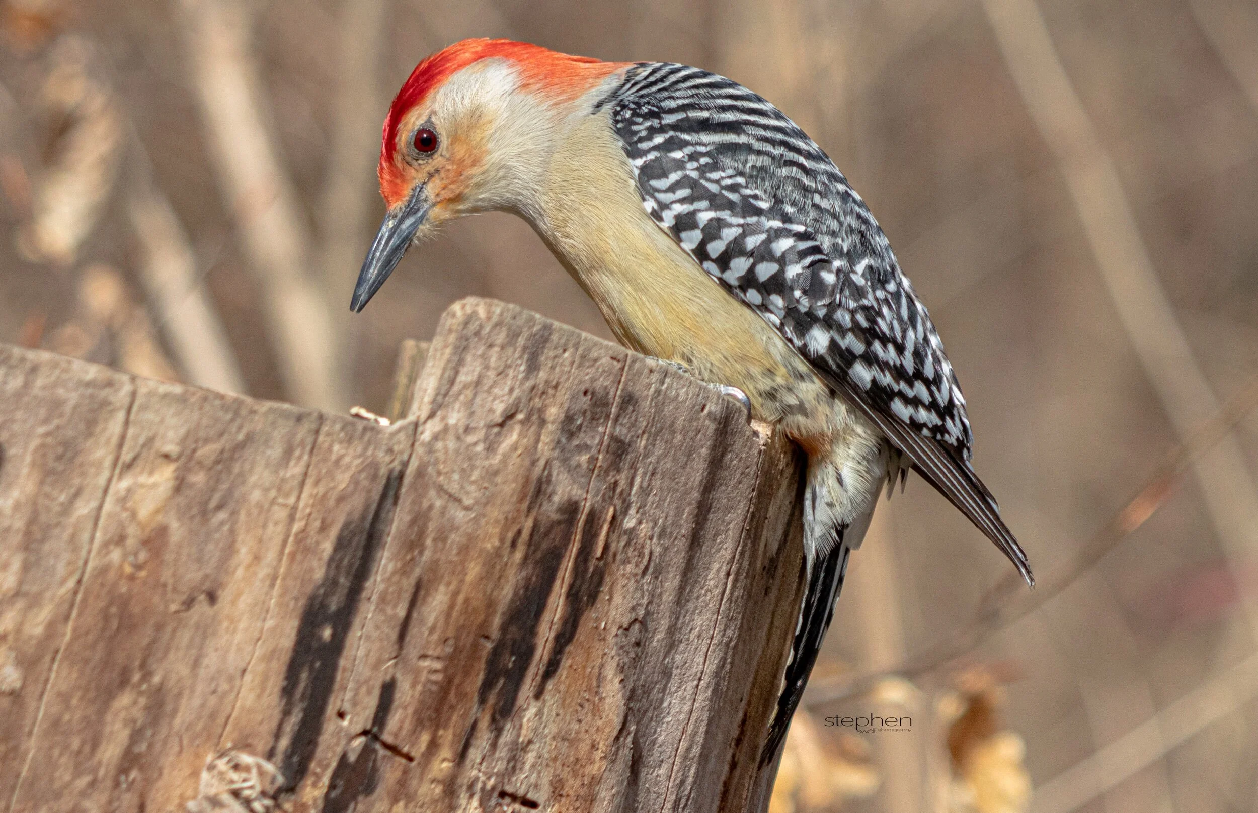 Red-bellied Woodpecker2 - CVNP.jpeg