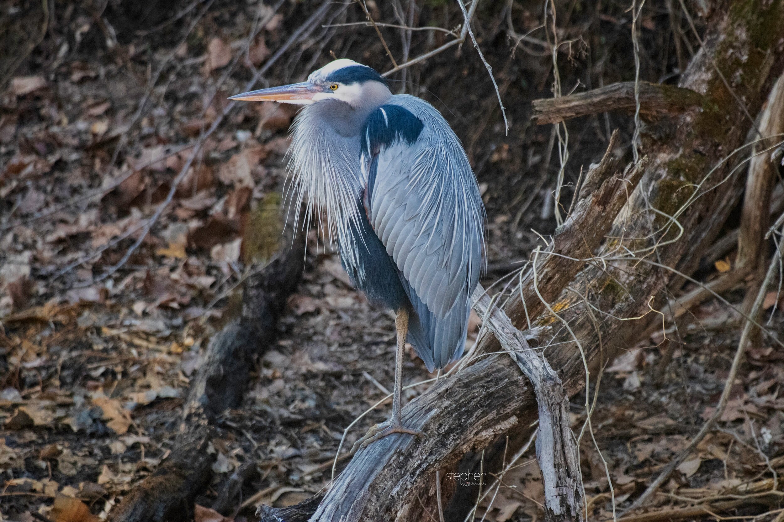 Great Blue Heron4 - Beaver Marsh.jpeg