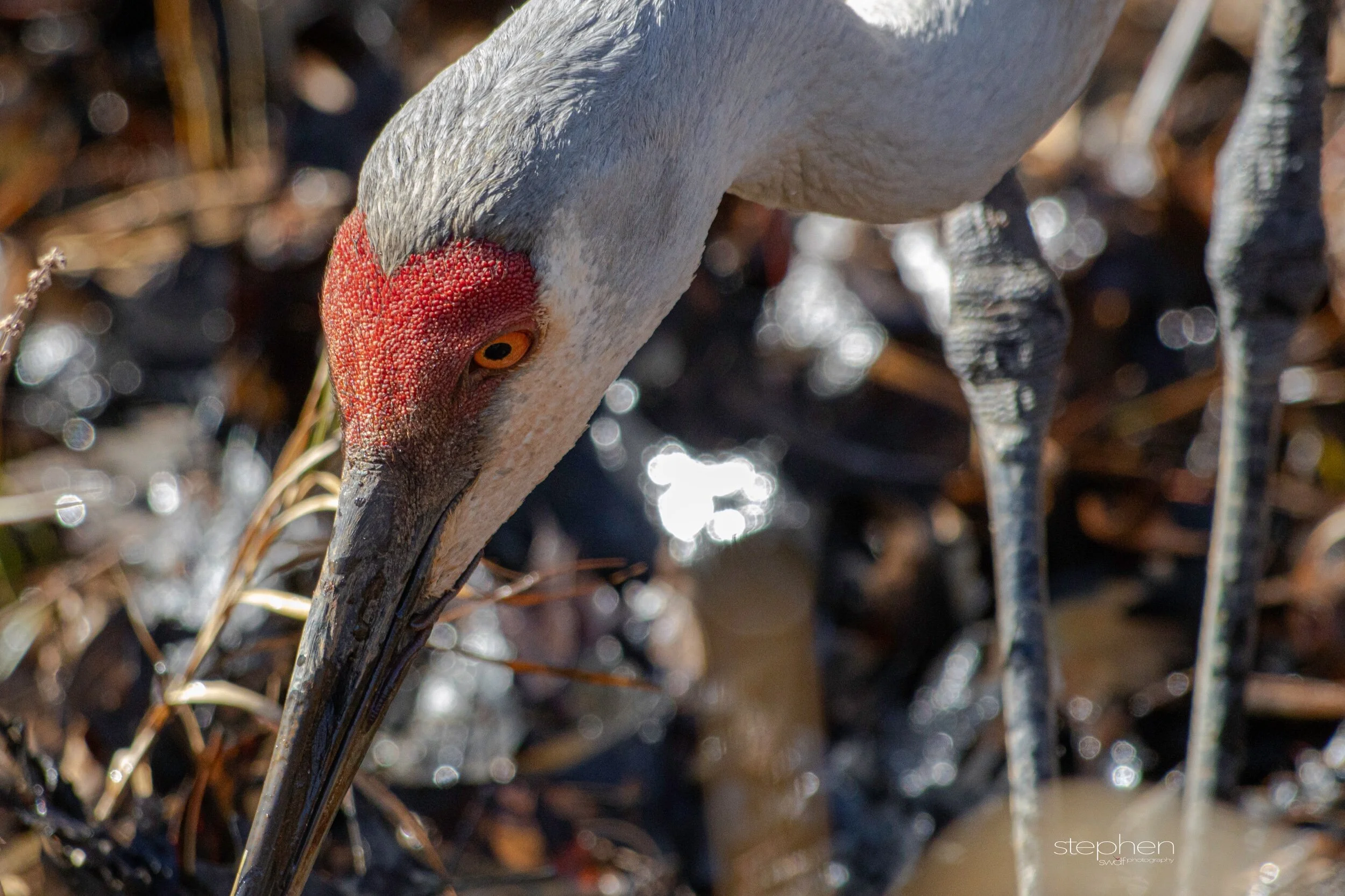 Sandhill Crane - Sandy Ridge.jpeg