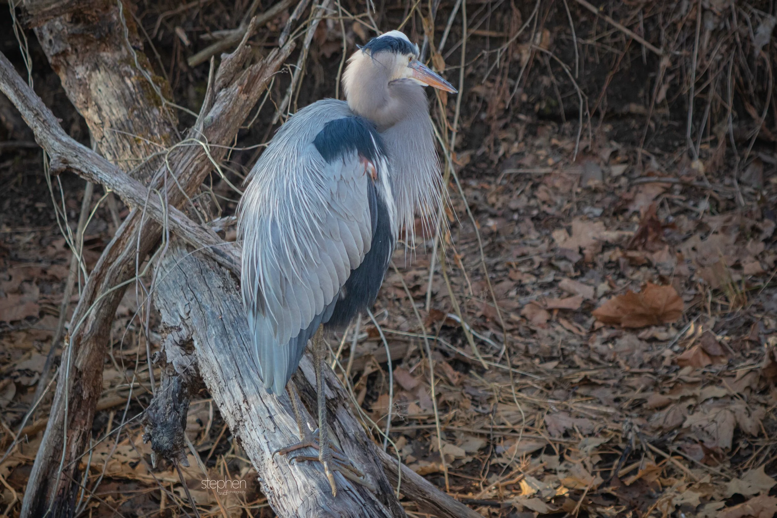 Great Blue Heron2 - Beaver Marsh.jpeg