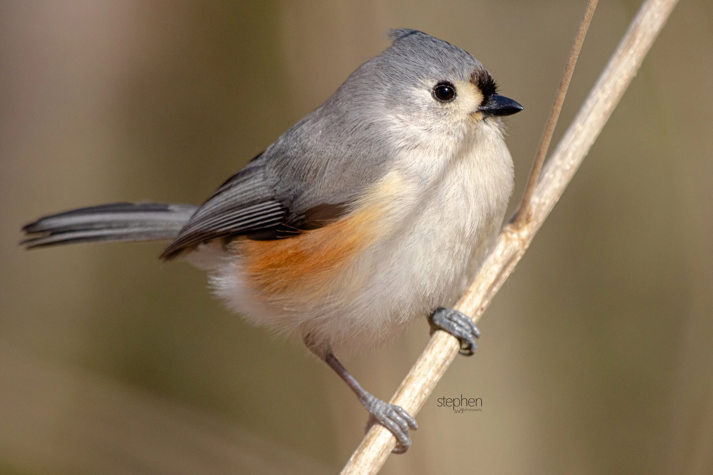 Titmouse4 - Brecksville.jpeg