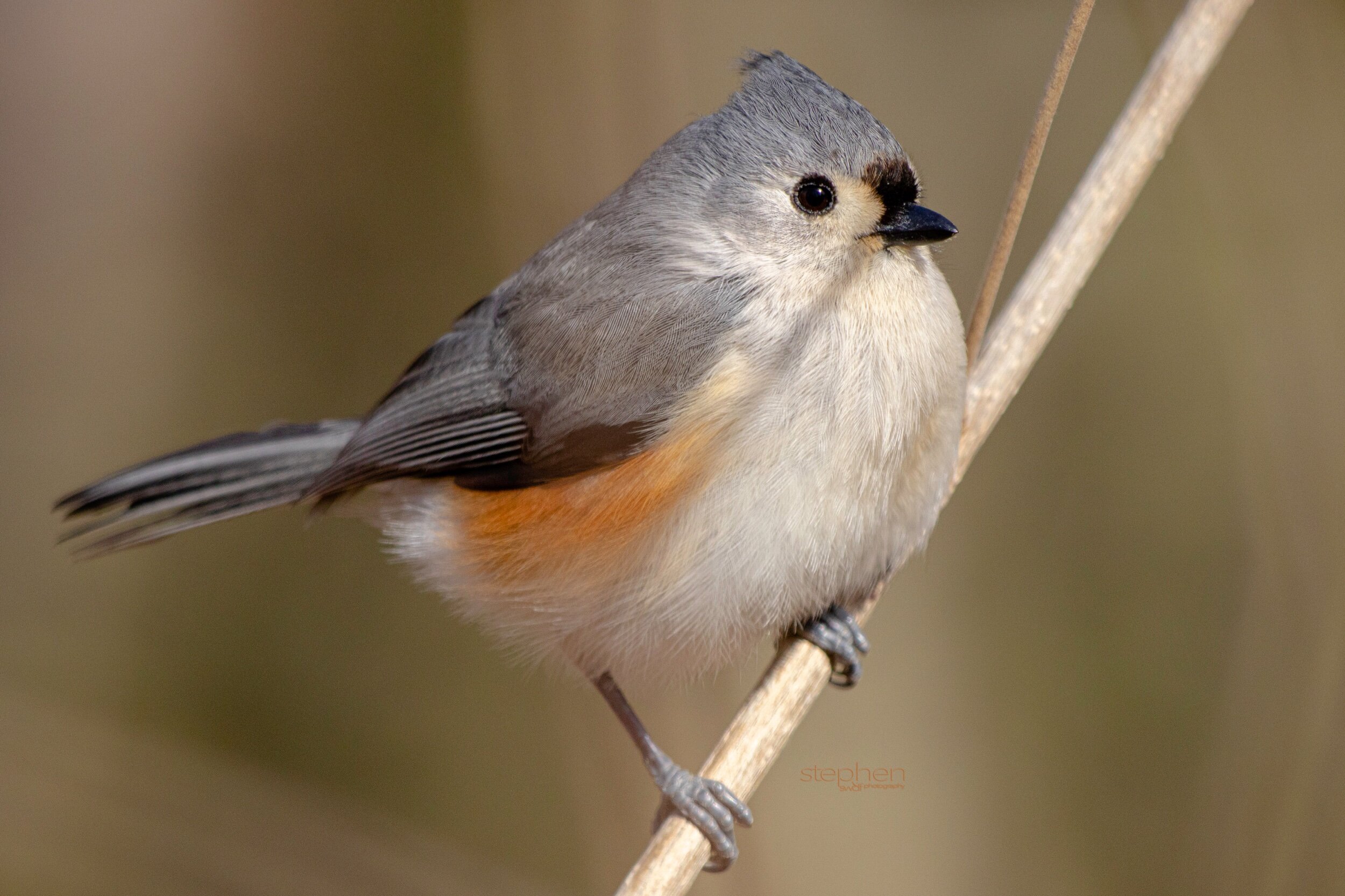 Titmouse - Brecksville.jpeg