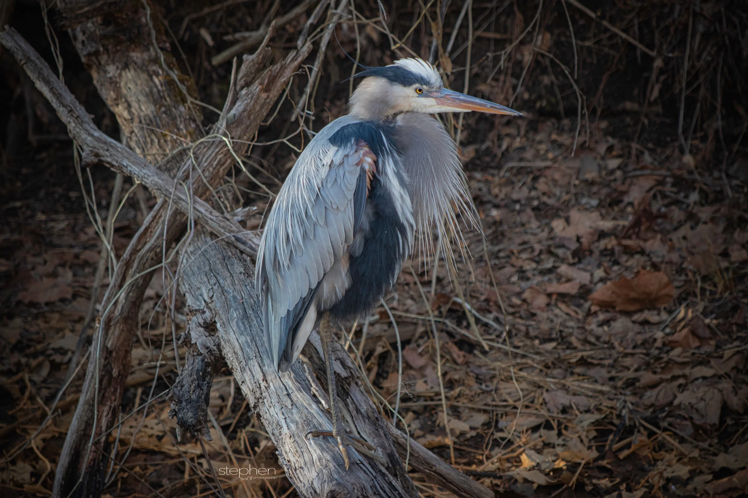 Great Blue Heron - Beaver Marsh.jpeg