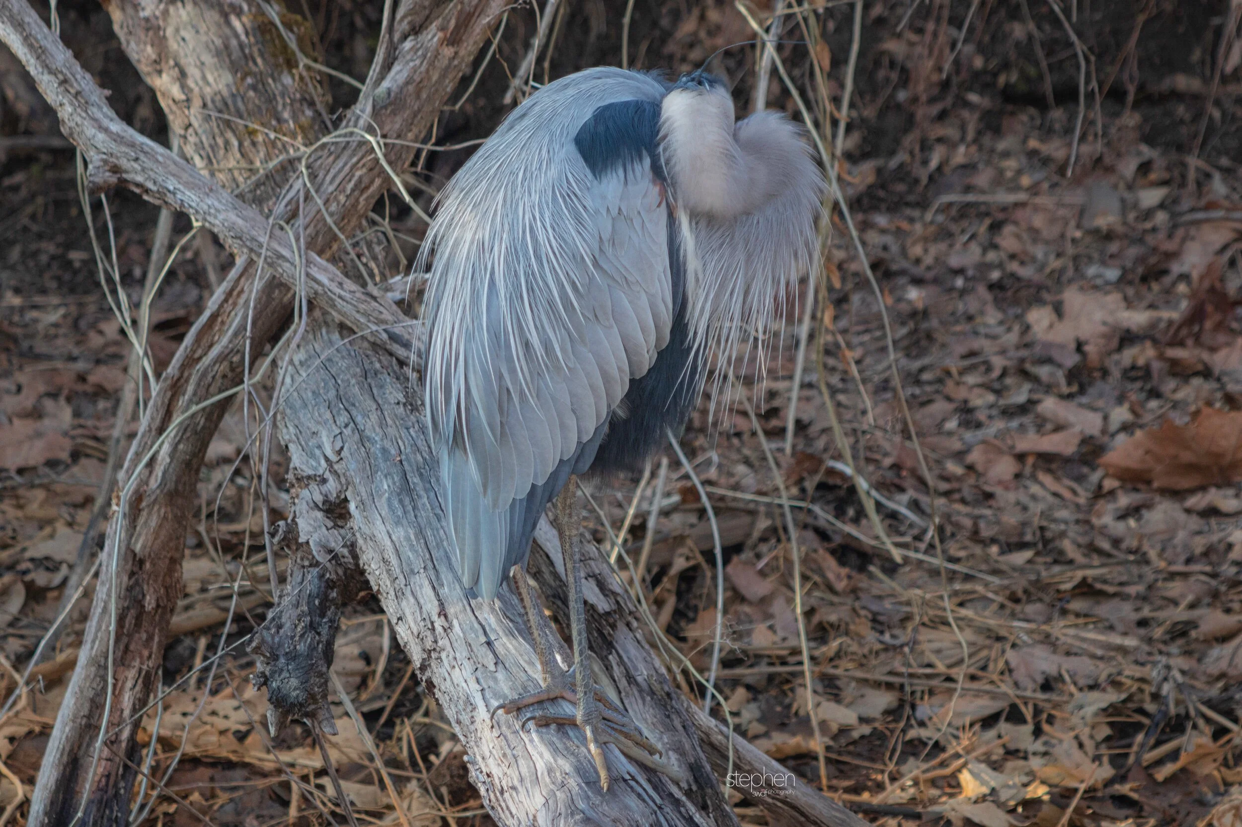 Great Blue Heron3 - Beaver Marsh.jpeg