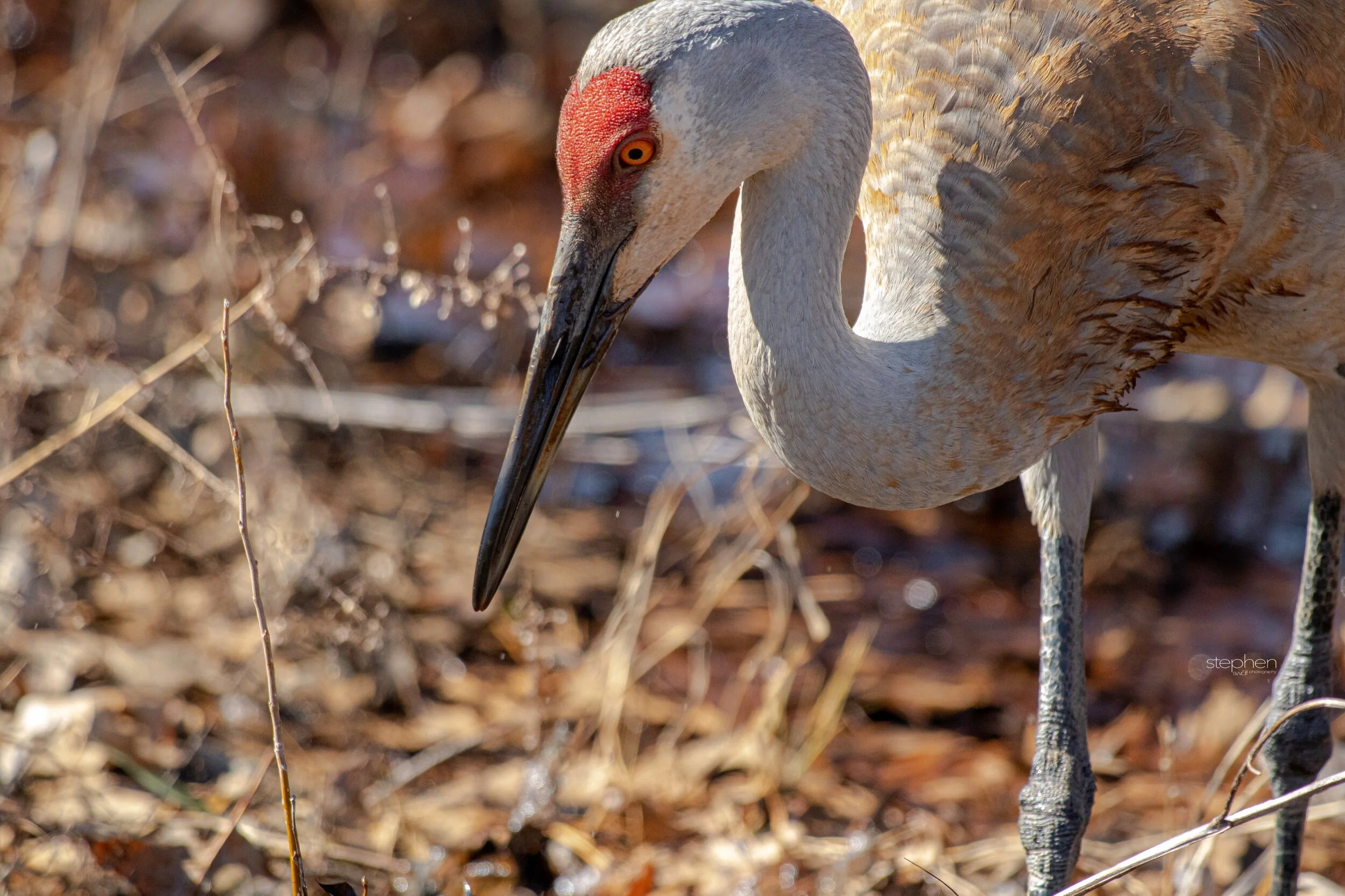 Sandhill Crane2 - Sandy Ridge.jpeg