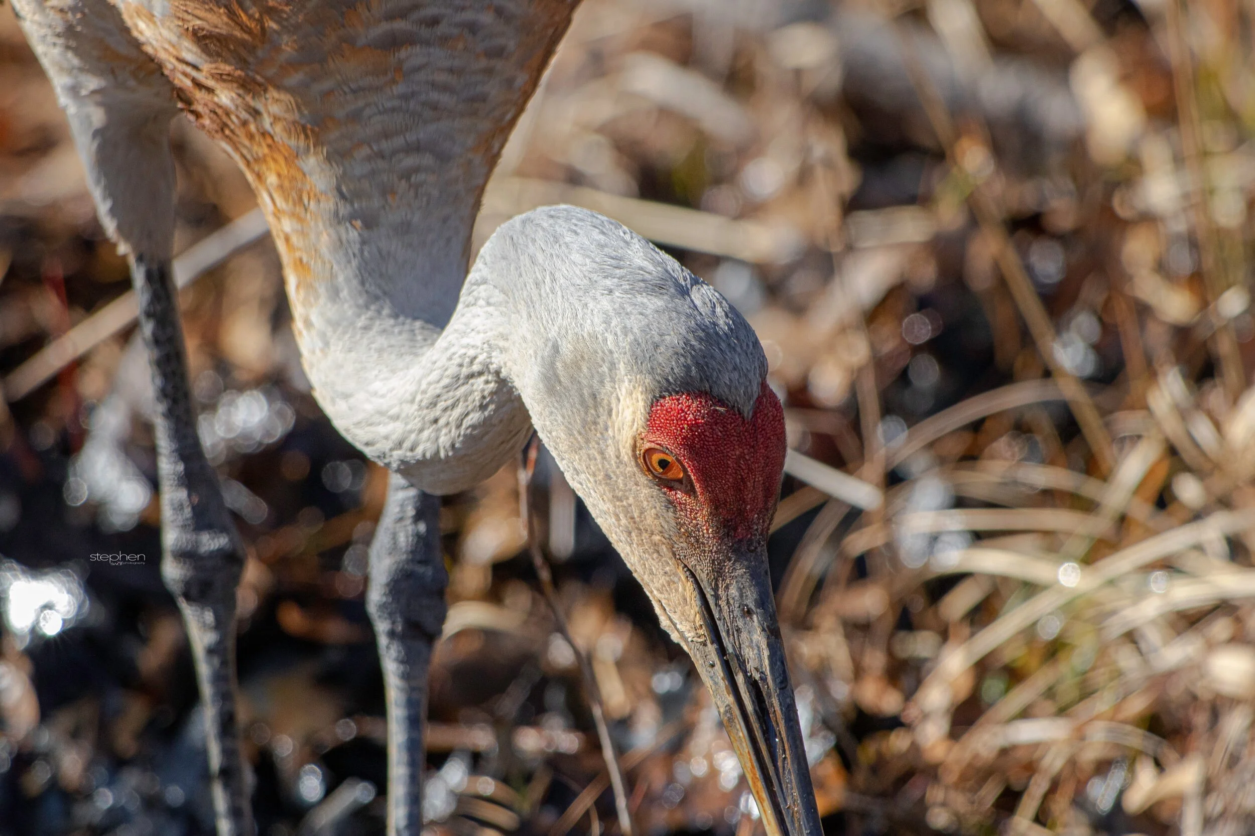 Sandhill Crane3 - Sandy Ridge.jpeg