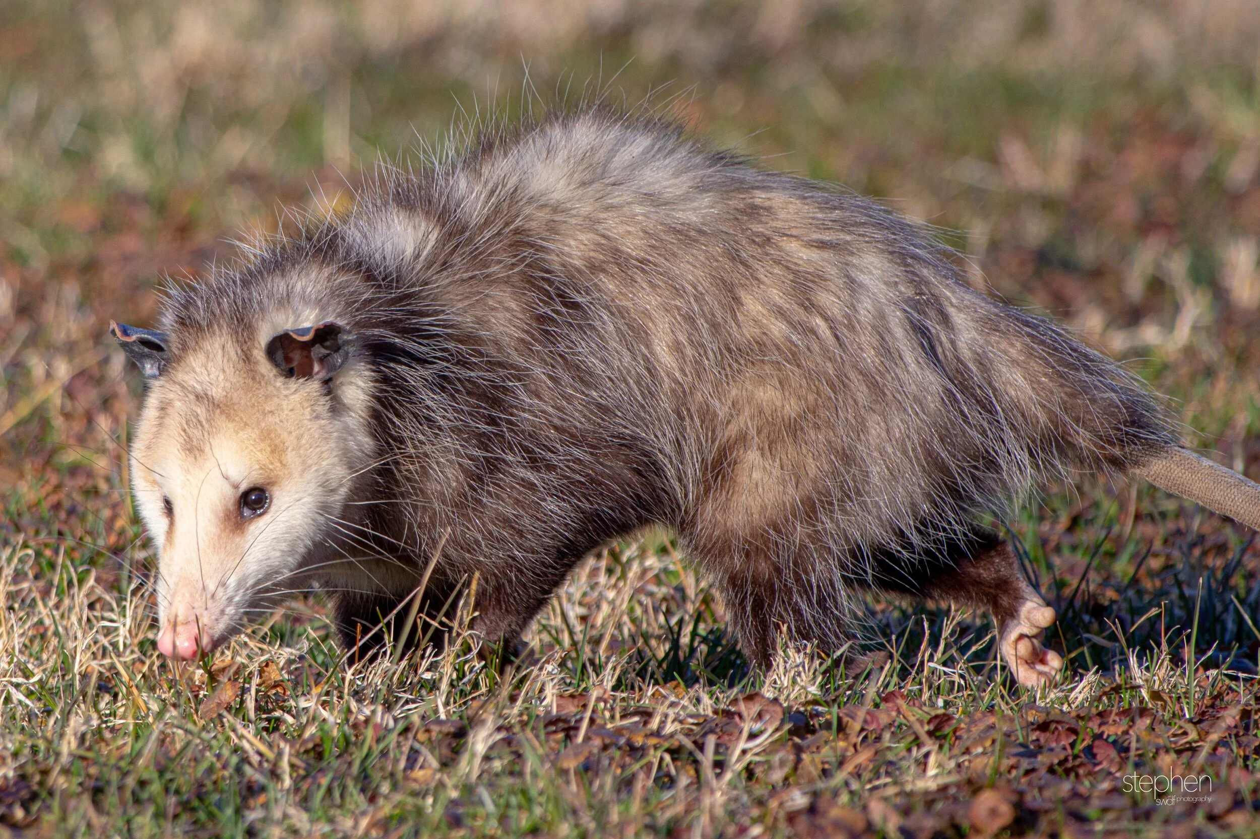 Opposum - CVNP.jpeg