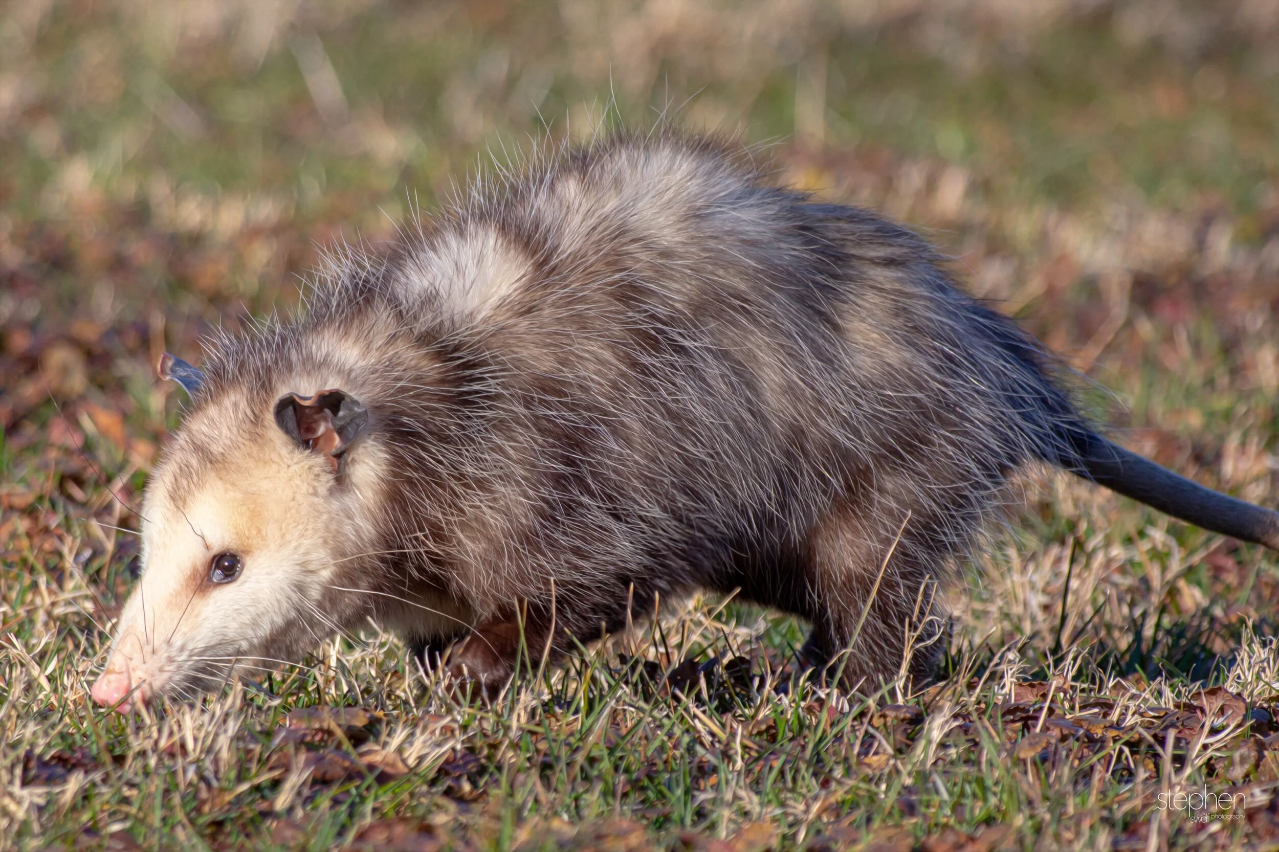 Opposum2 - CVNP.jpeg