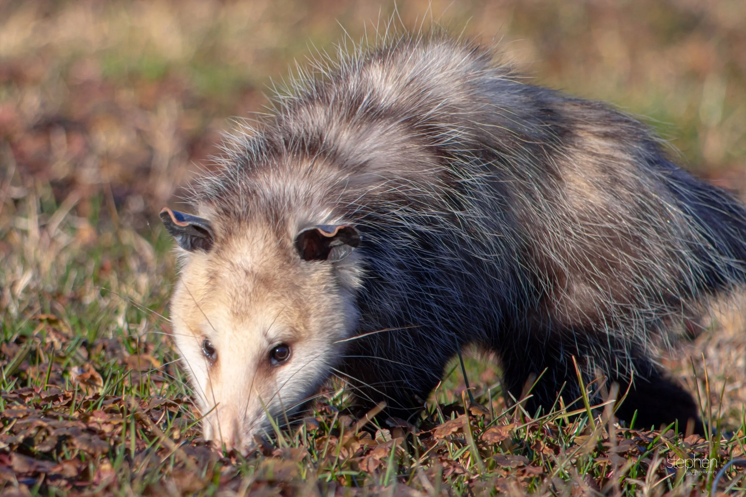Opposum3 - CVNP.jpeg